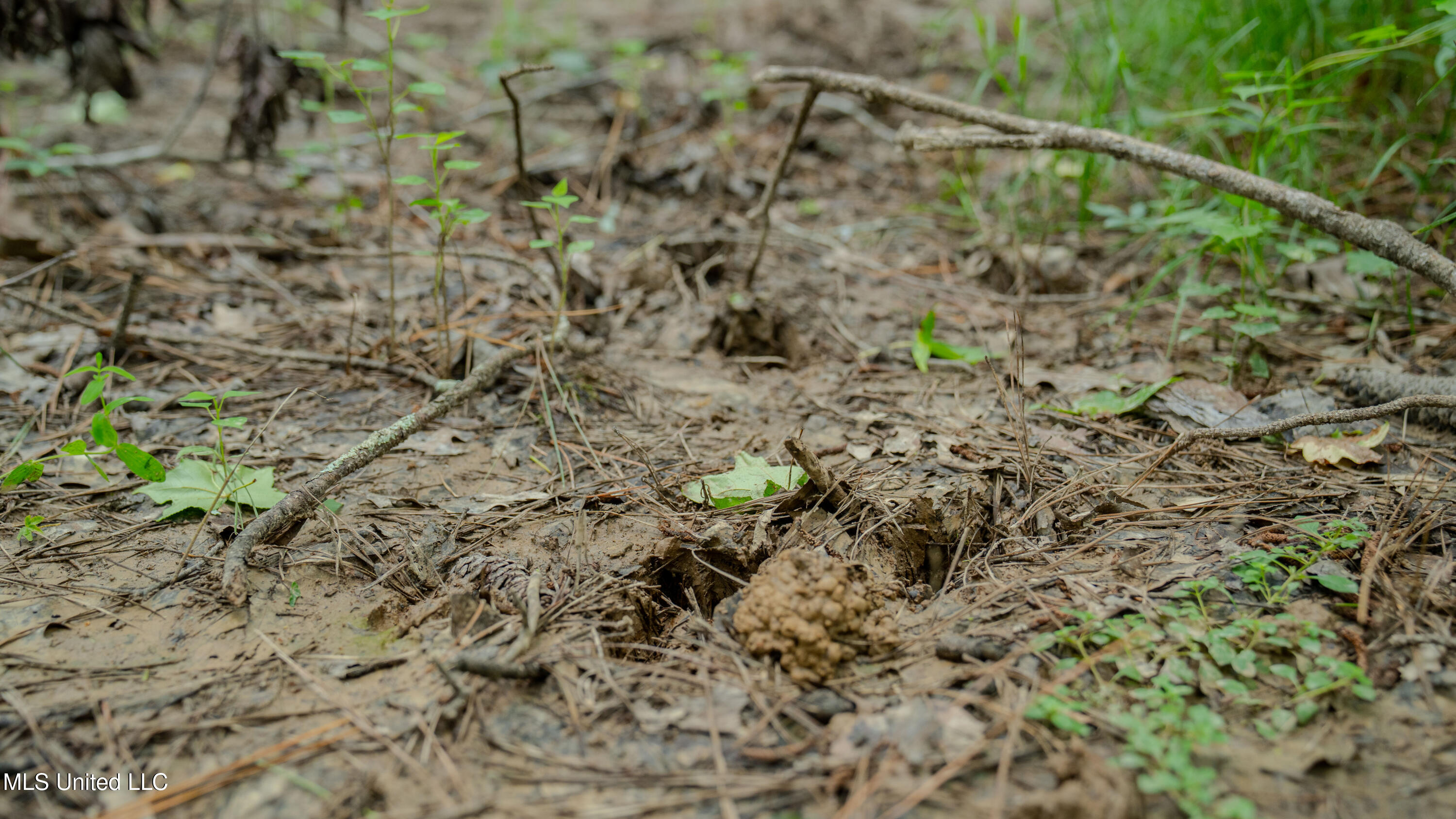 Oooo Big Creek Road Byram, MS 39212 - Photo 26 of 50 56.64 Acre-TERRY-MWLG-28