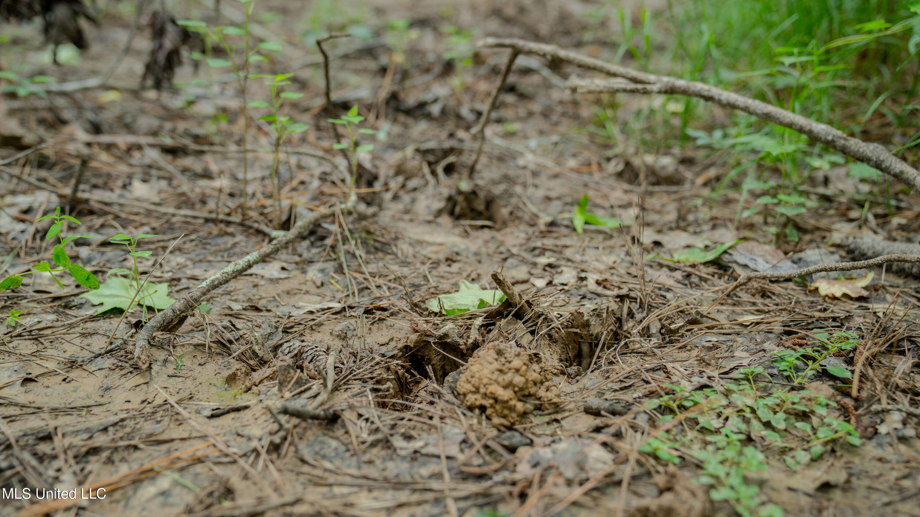 Oooo Big Creek Road Byram, MS 39212 - Photo 27 of 50 56.64 Acre-TERRY-MWLG-29