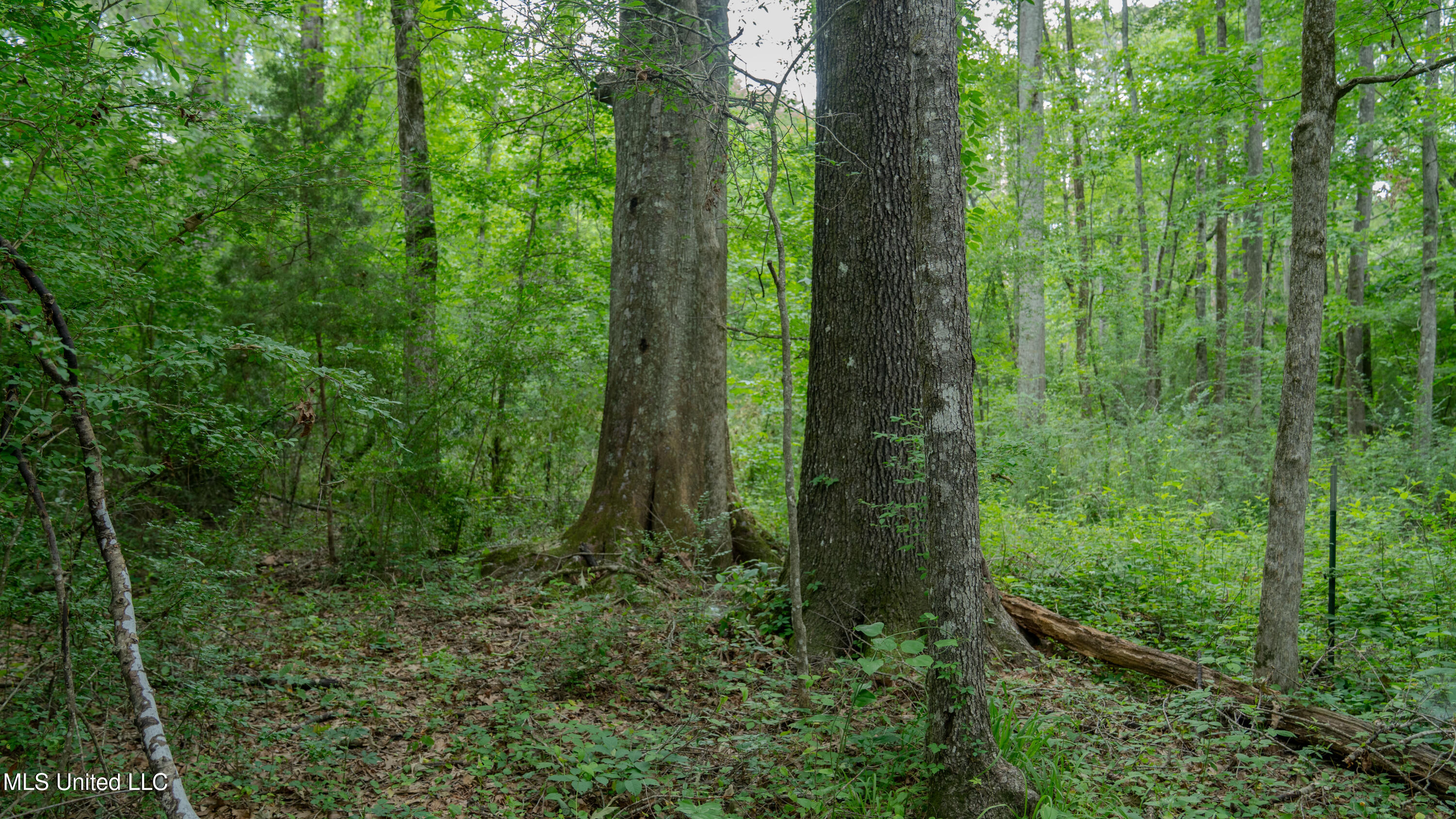 Oooo Big Creek Road Byram, MS 39212 - Photo 28 of 50 56.64 Acre-TERRY-MWLG-30