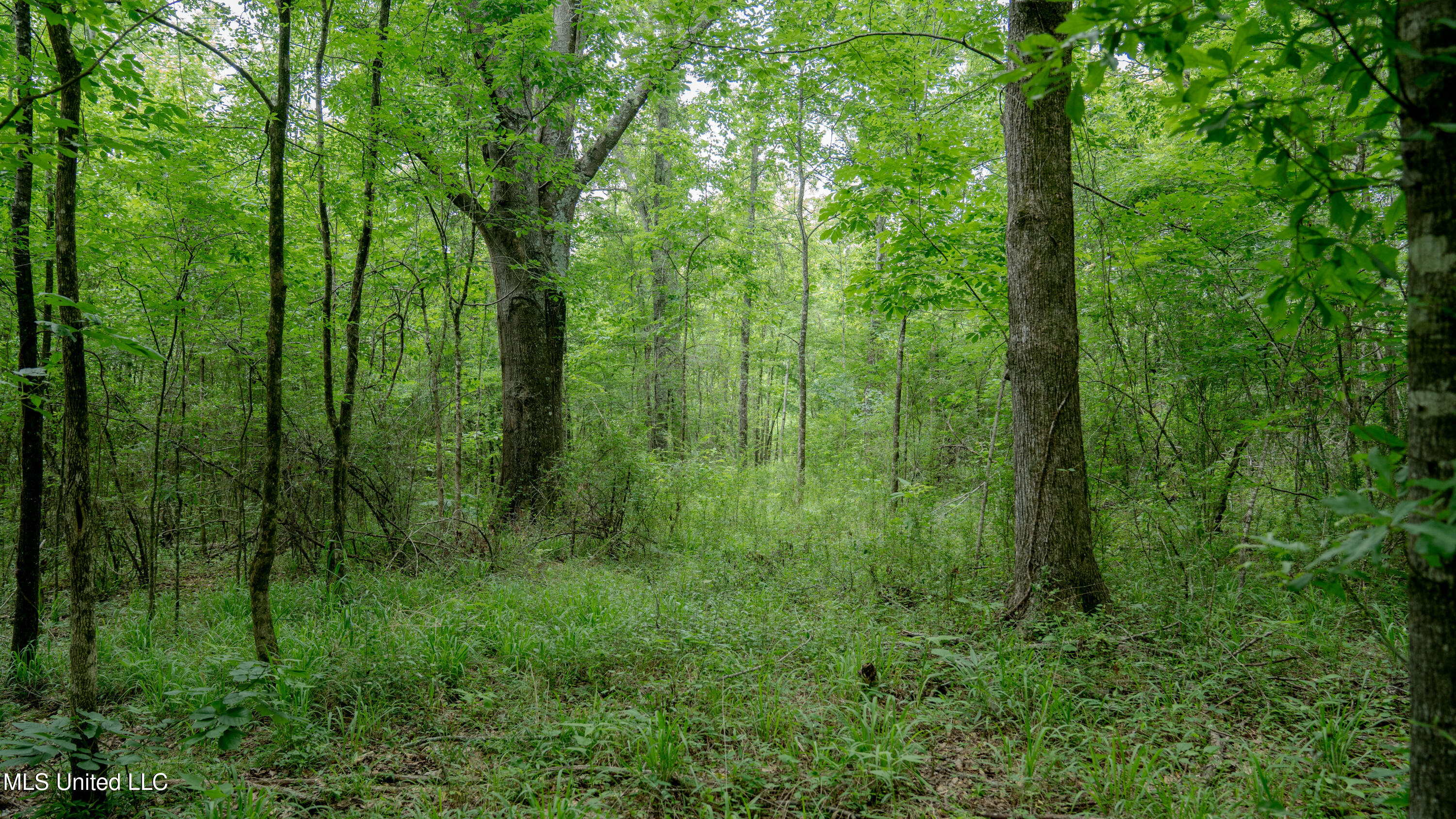 Oooo Big Creek Road Byram, MS 39212 - Photo 30 of 50 56.64 Acre-TERRY-MWLG-32