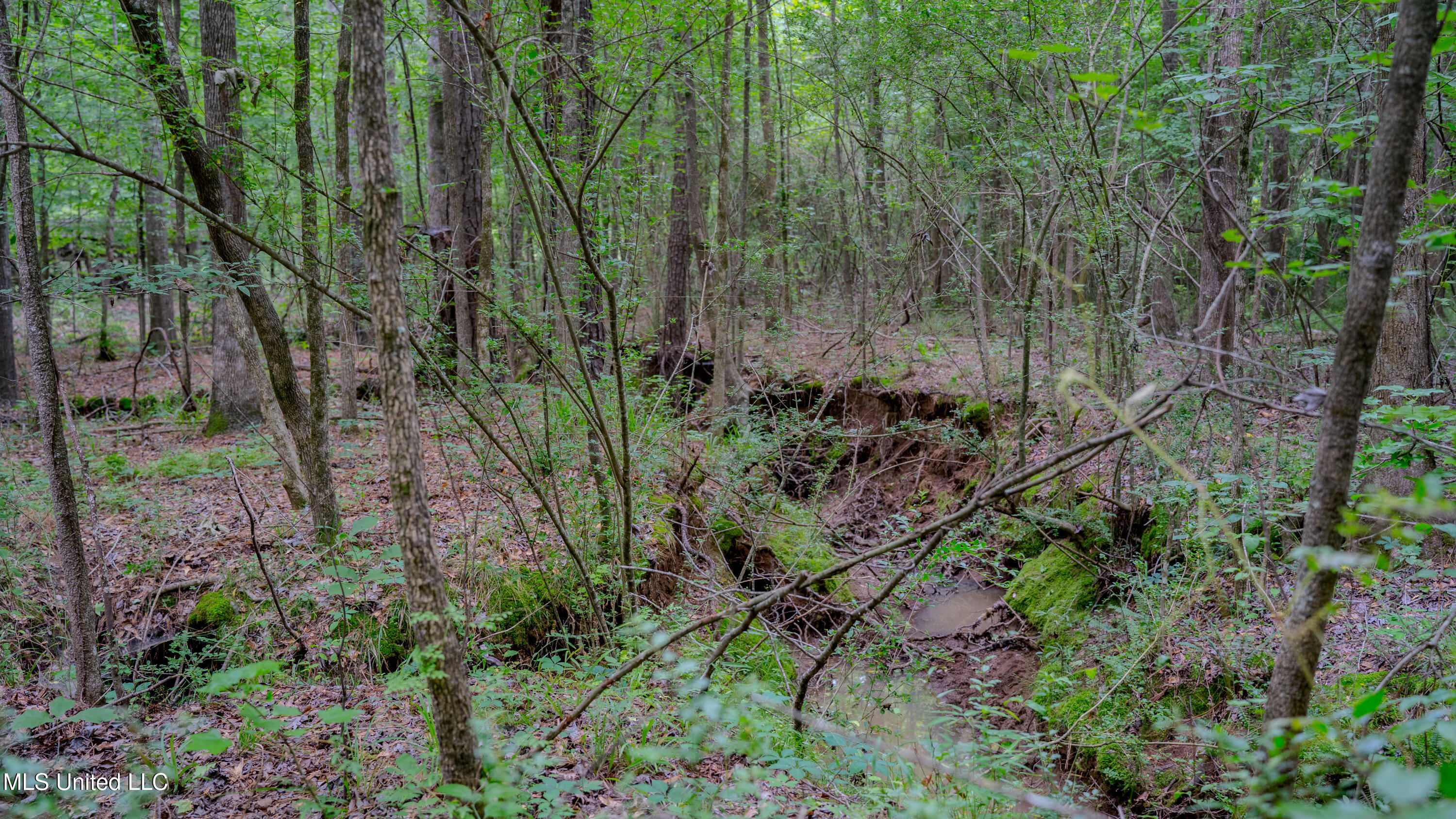 Oooo Big Creek Road Byram, MS 39212 - Photo 3 of 50 56.64 Acre-TERRY-MWLG-04