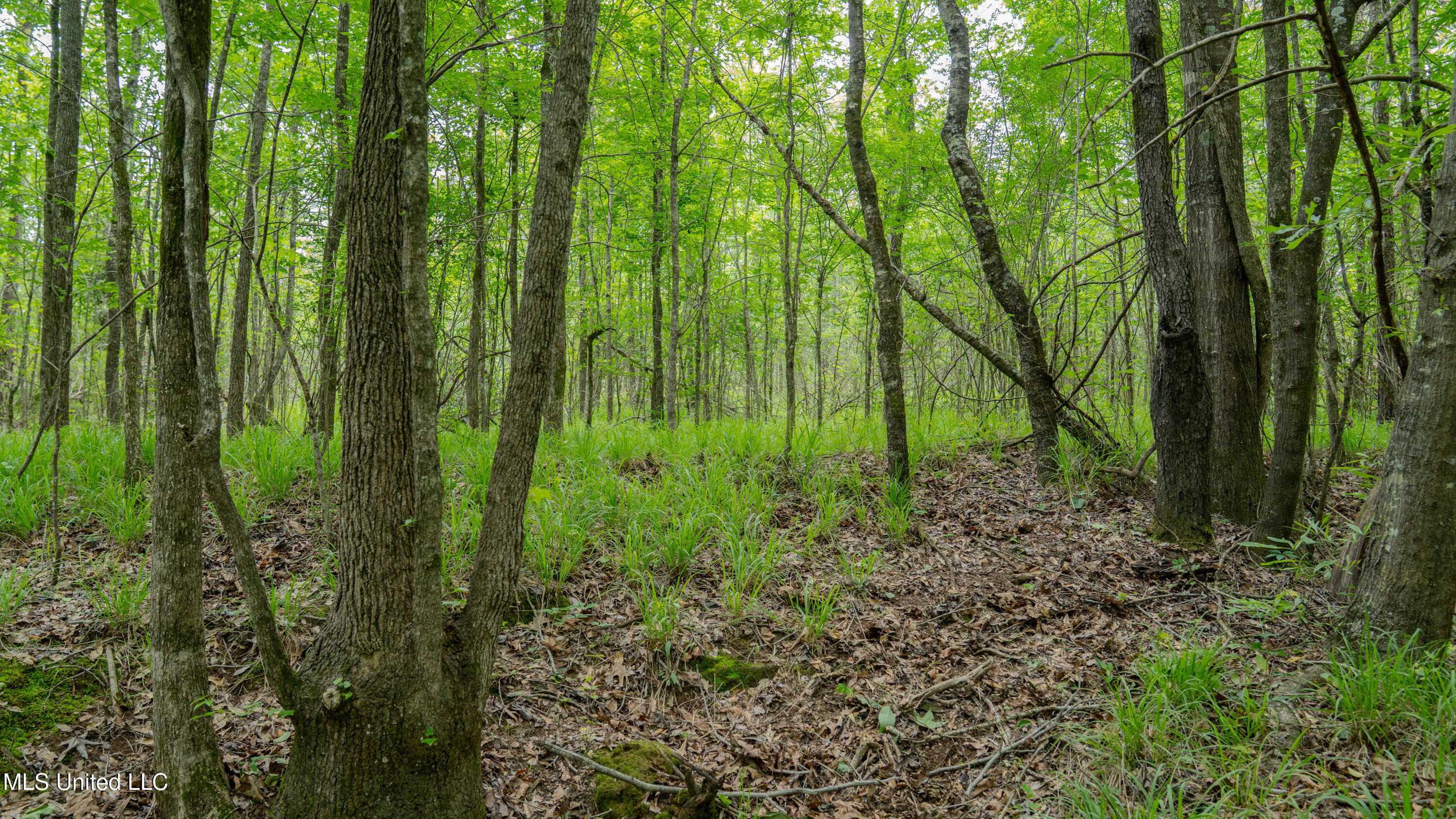 Oooo Big Creek Road Byram, MS 39212 - Photo 31 of 50 56.64 Acre-TERRY-MWLG-33
