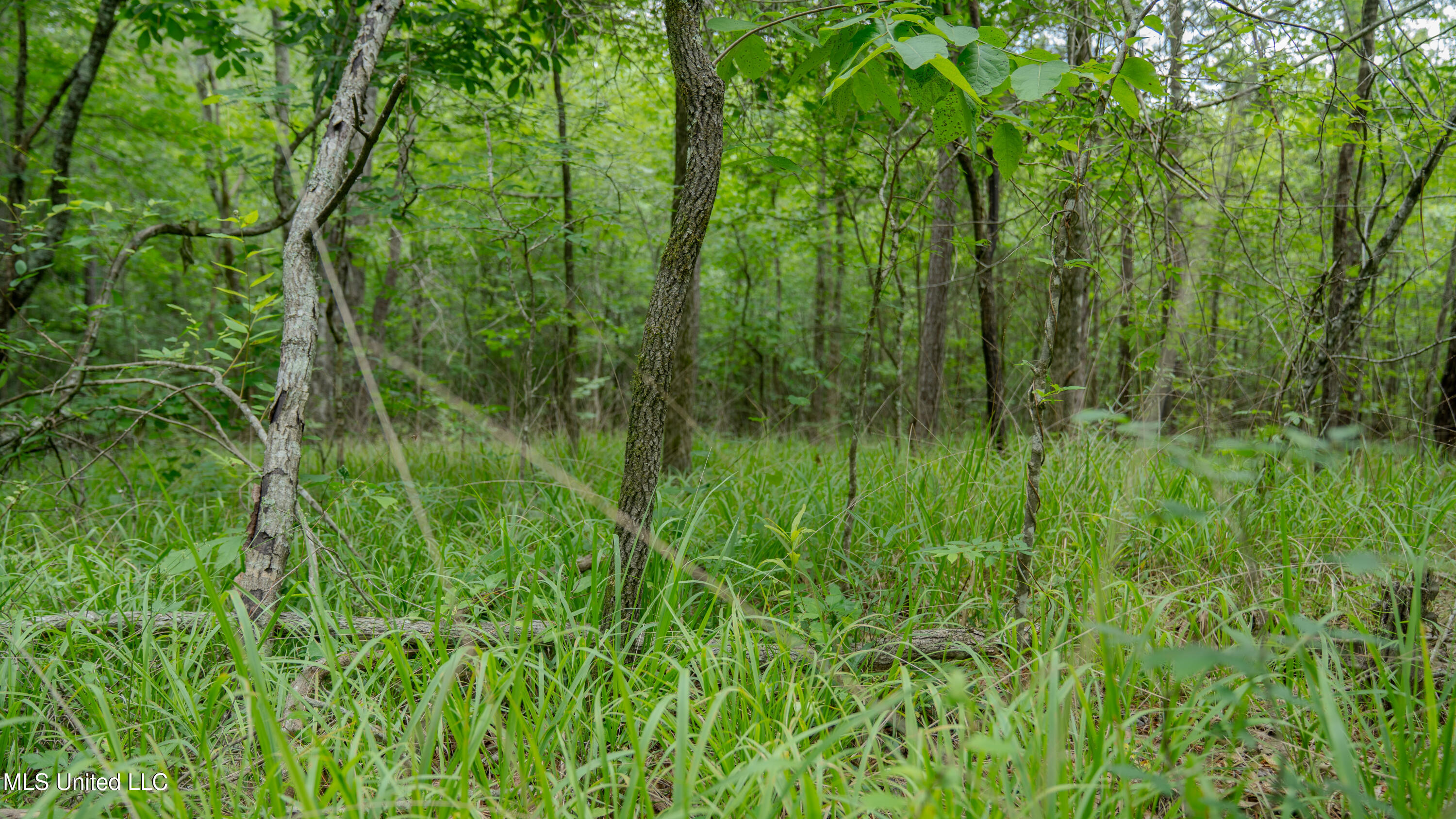 Oooo Big Creek Road Byram, MS 39212 - Photo 33 of 50 56.64 Acre-TERRY-MWLG-35
