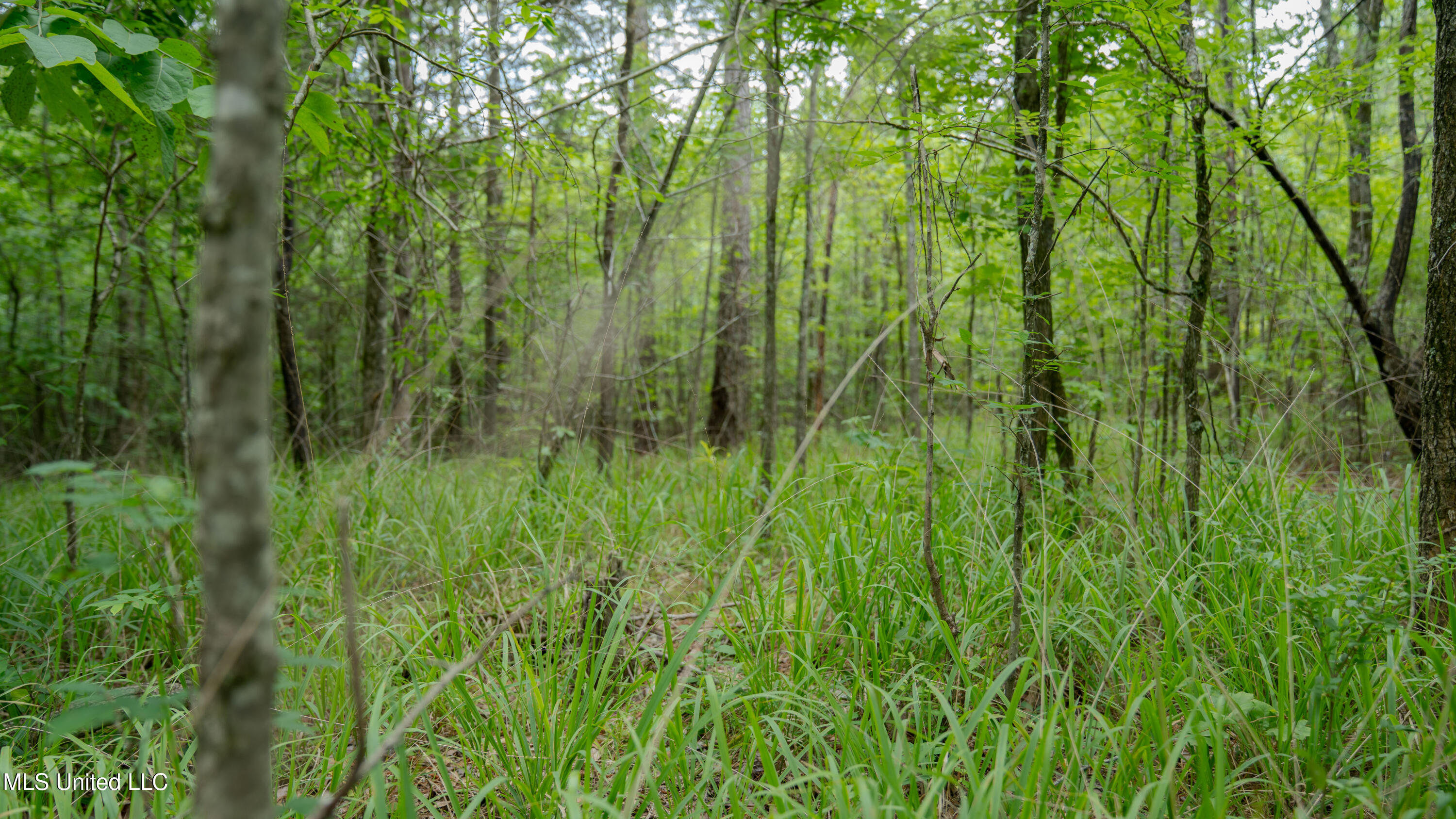Oooo Big Creek Road Byram, MS 39212 - Photo 34 of 50 56.64 Acre-TERRY-MWLG-36