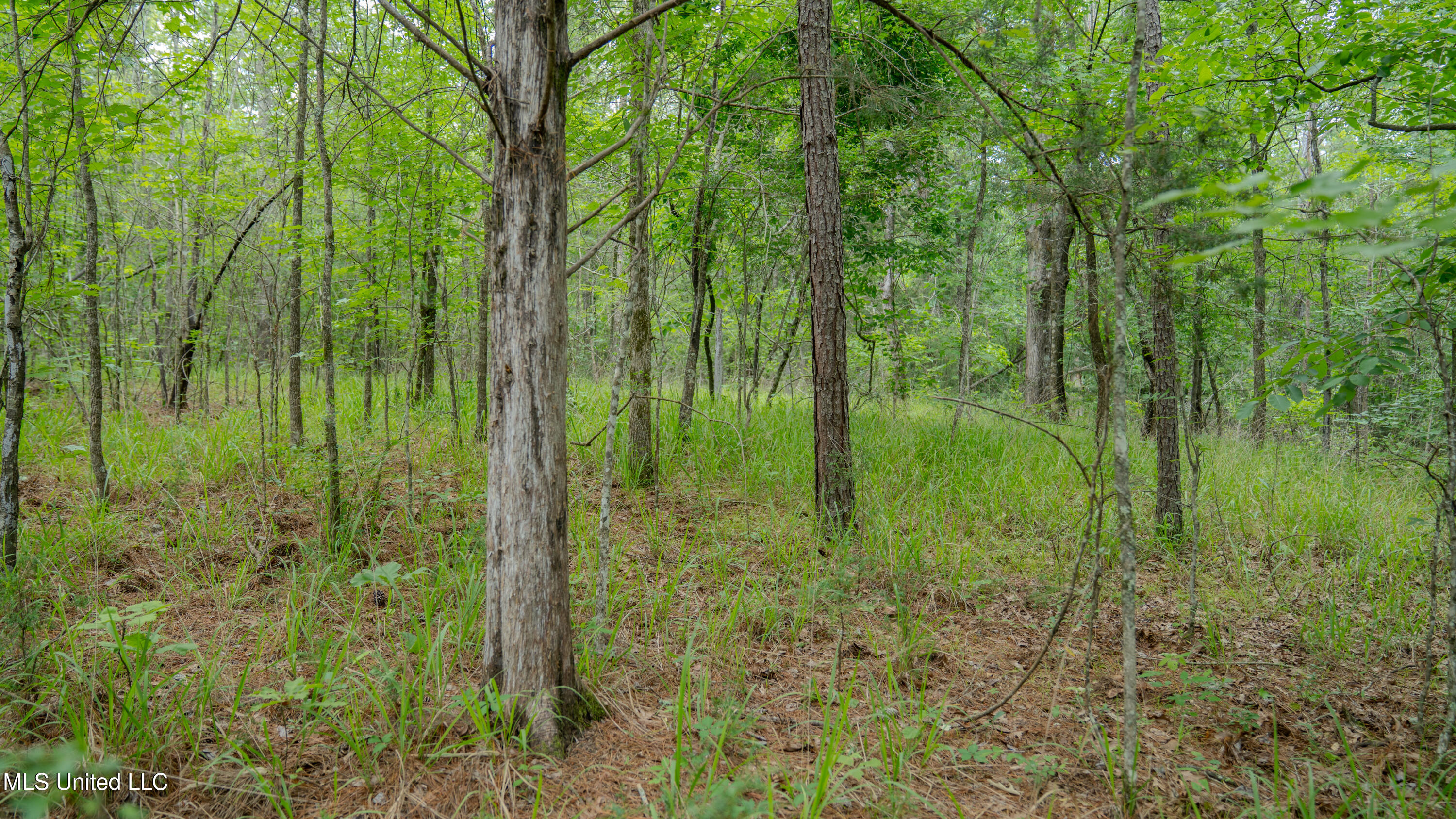 Oooo Big Creek Road Byram, MS 39212 - Photo 35 of 50 56.64 Acre-TERRY-MWLG-37
