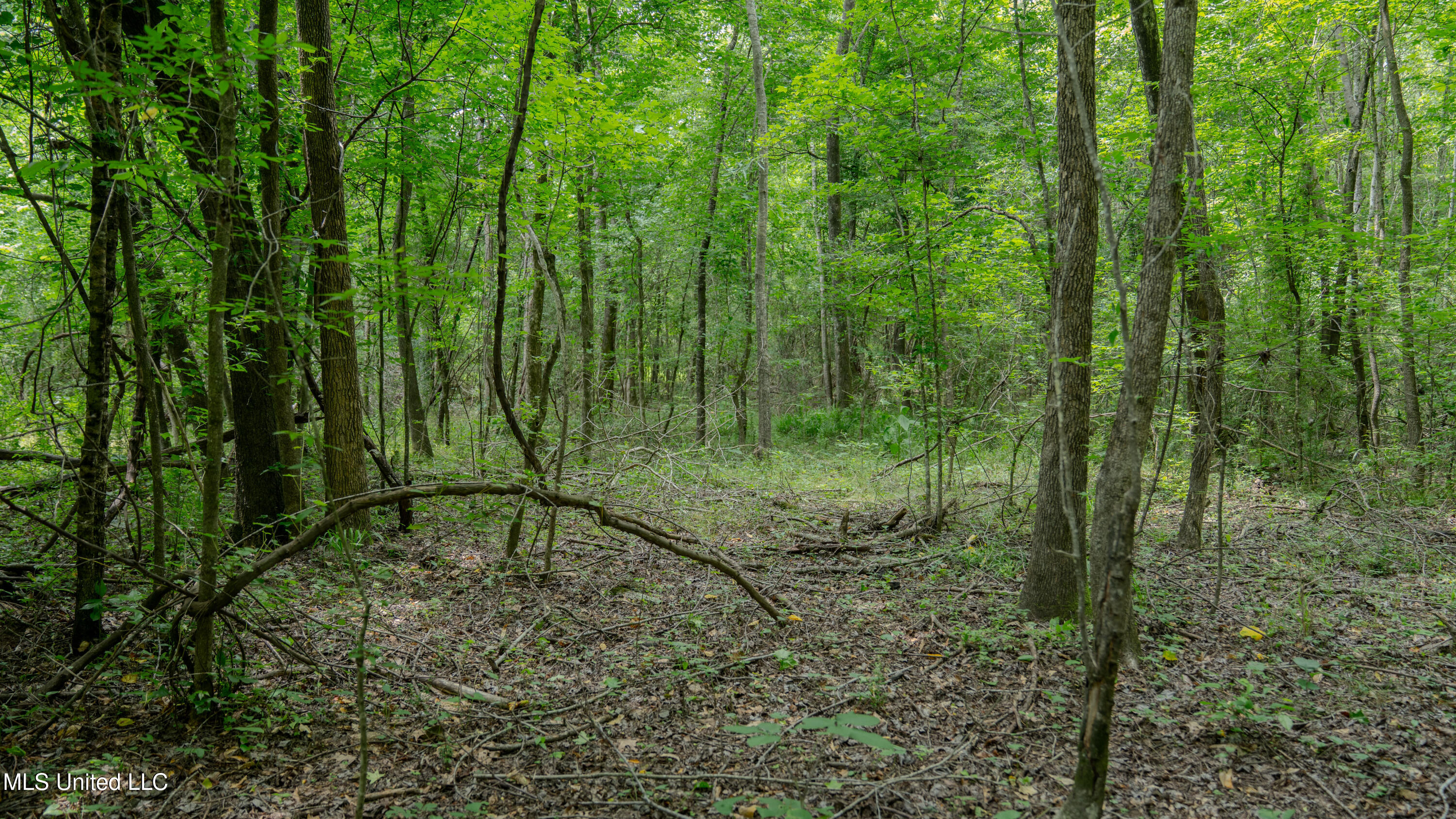Oooo Big Creek Road Byram, MS 39212 - Photo 39 of 50 56.64 Acre-TERRY-MWLG-41