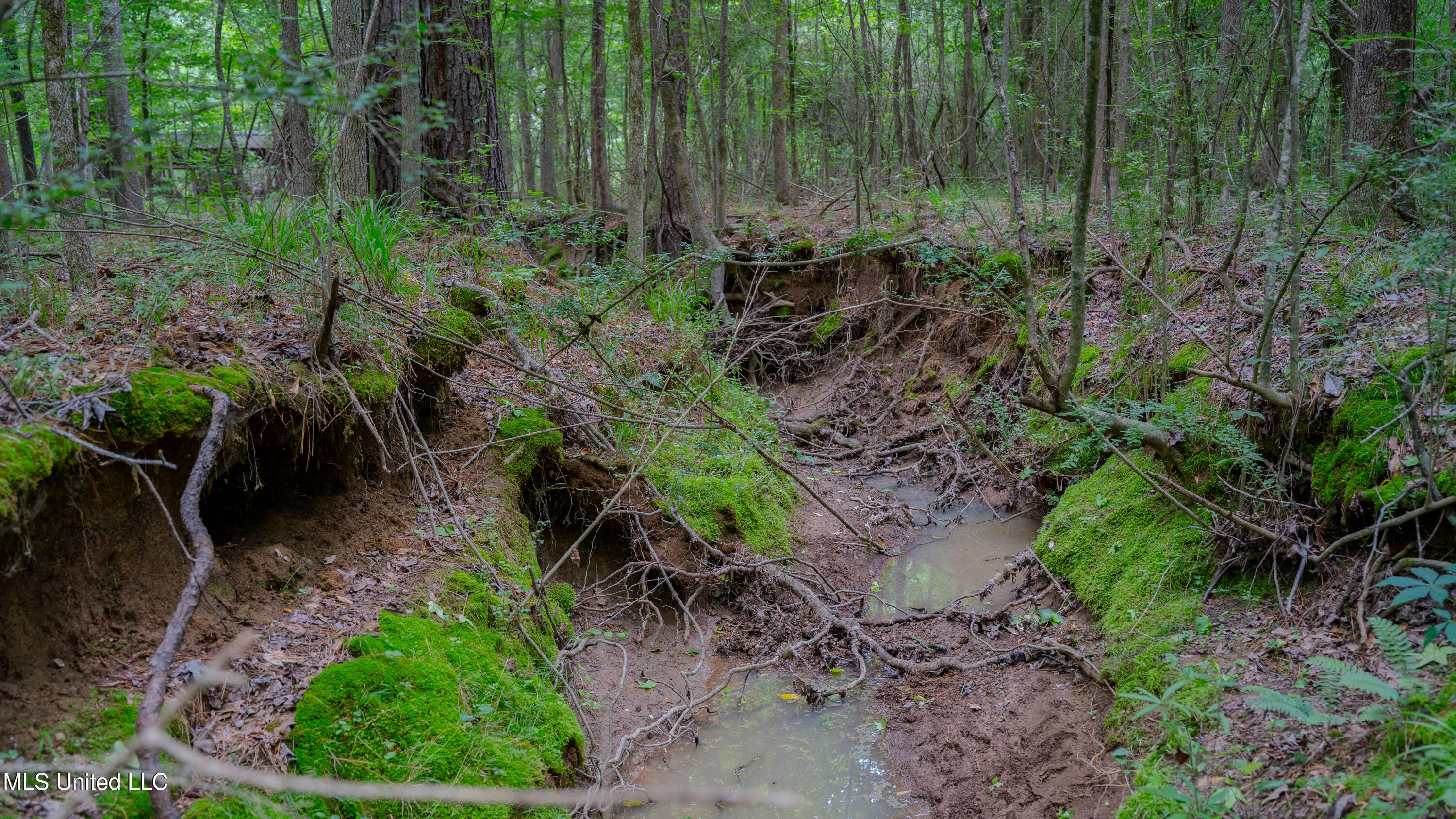 Oooo Big Creek Road Byram, MS 39212 - Photo 4 of 50 56.64 Acre-TERRY-MWLG-05