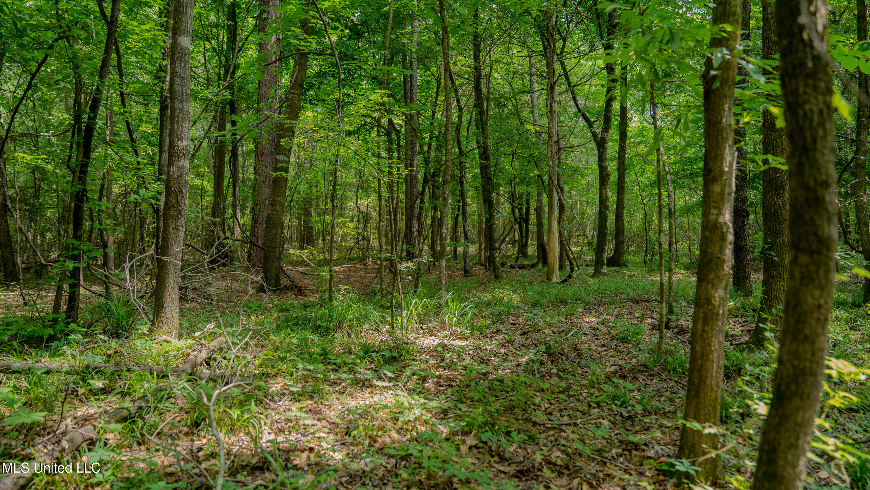 Oooo Big Creek Road Byram, MS 39212 - Photo 41 of 50 56.64 Acre-TERRY-MWLG-43