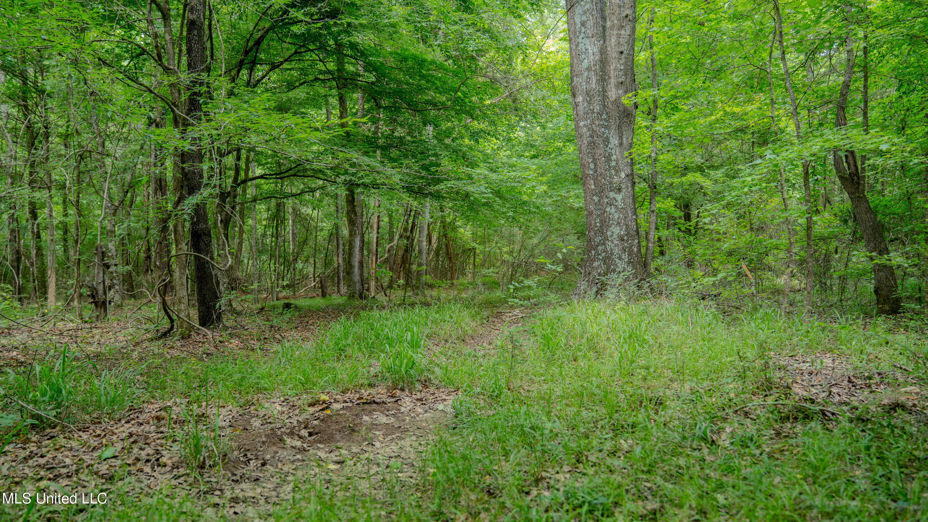 Oooo Big Creek Road Byram, MS 39212 - Photo 42 of 50 56.64 Acre-TERRY-MWLG-44