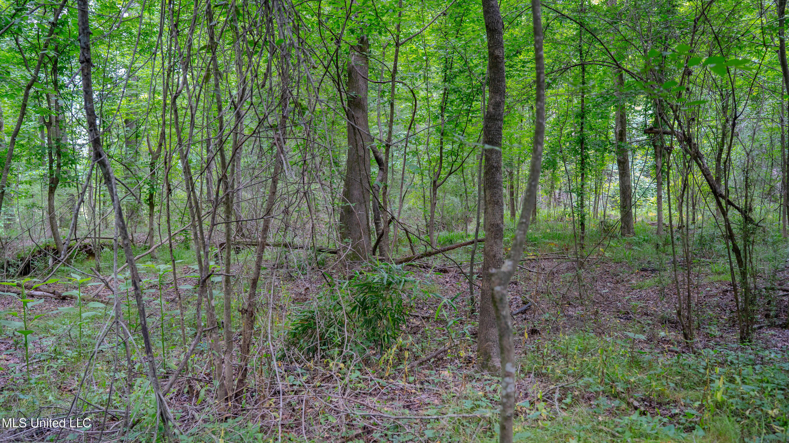 Oooo Big Creek Road Byram, MS 39212 - Photo 5 of 50 56.64 Acre-TERRY-MWLG-07