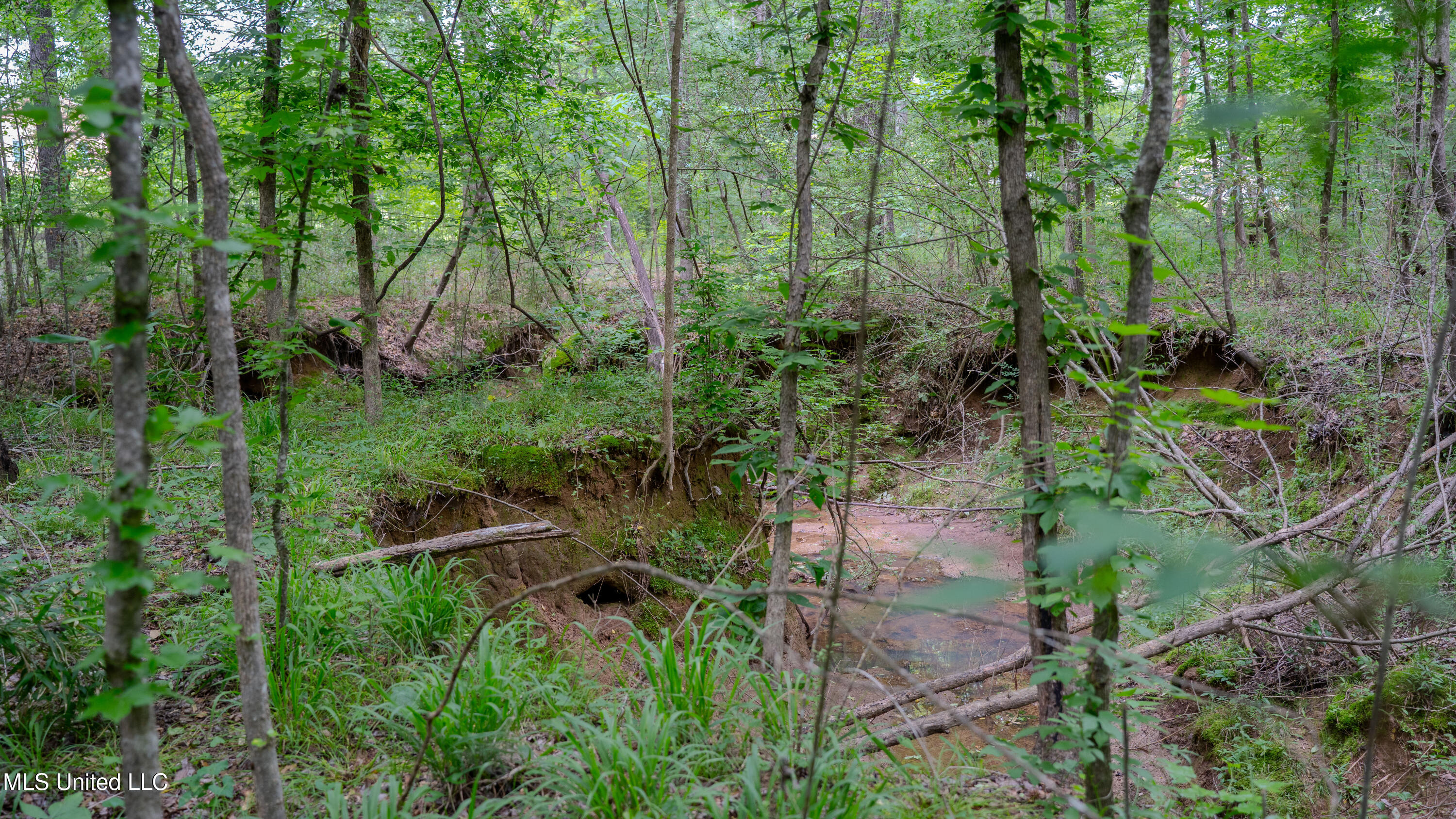Oooo Big Creek Road Byram, MS 39212 - Photo 6 of 50 56.64 Acre-TERRY-MWLG-08