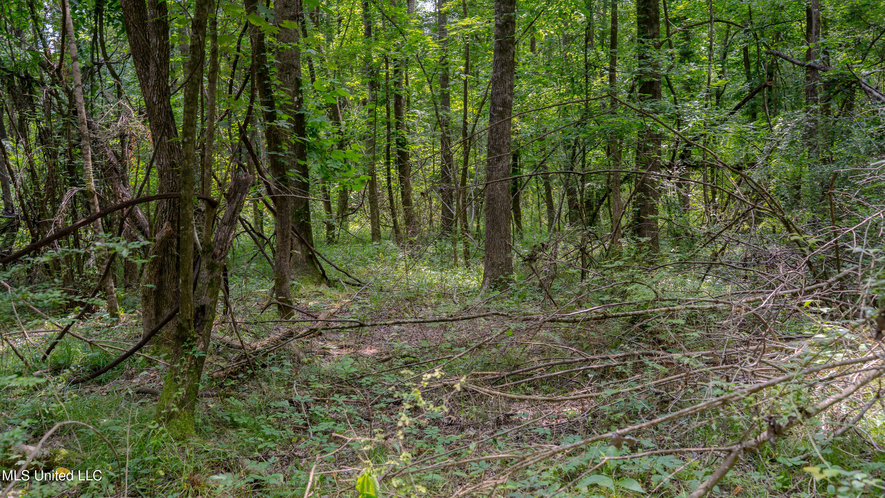 Oooo Big Creek Road Byram, MS 39212 - Photo 8 of 50 56.64 Acre-TERRY-MWLG-10