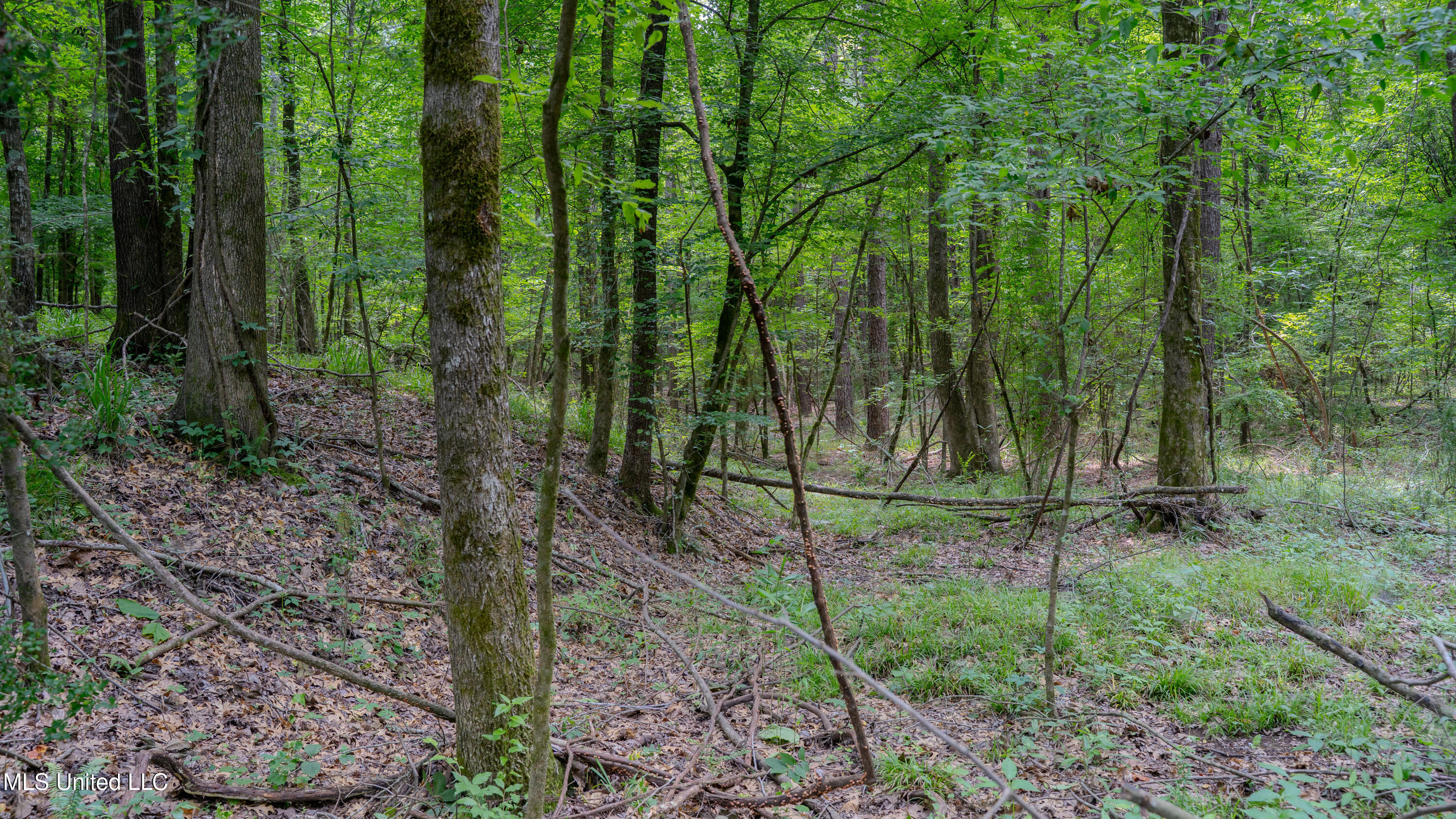 Oooo Big Creek Road Byram, MS 39212 - Photo 9 of 50 56.64 Acre-TERRY-MWLG-11