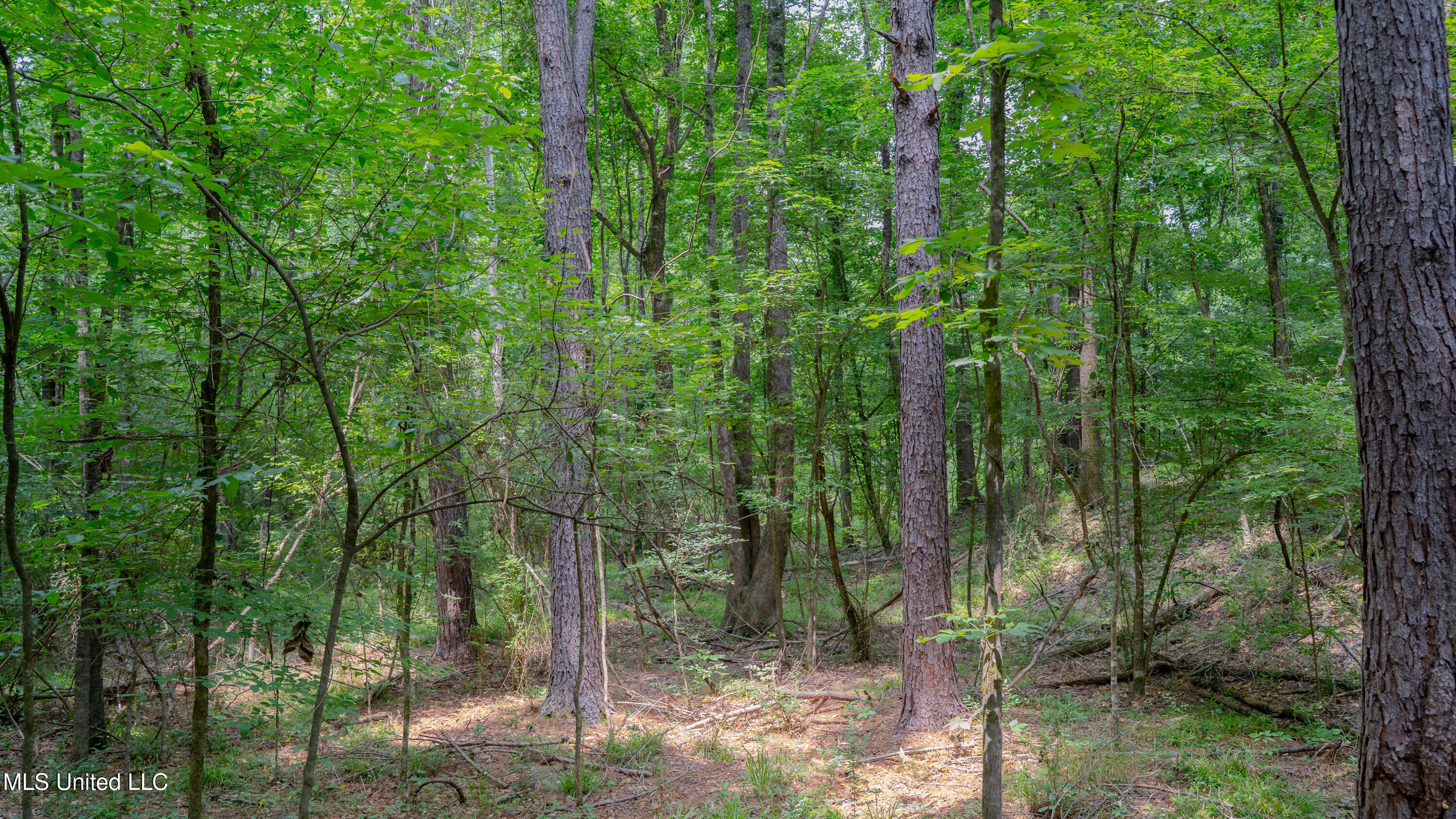 Oooo Big Creek Road Byram, MS 39212 - Photo 10 of 50 56.64 Acre-TERRY-MWLG-12