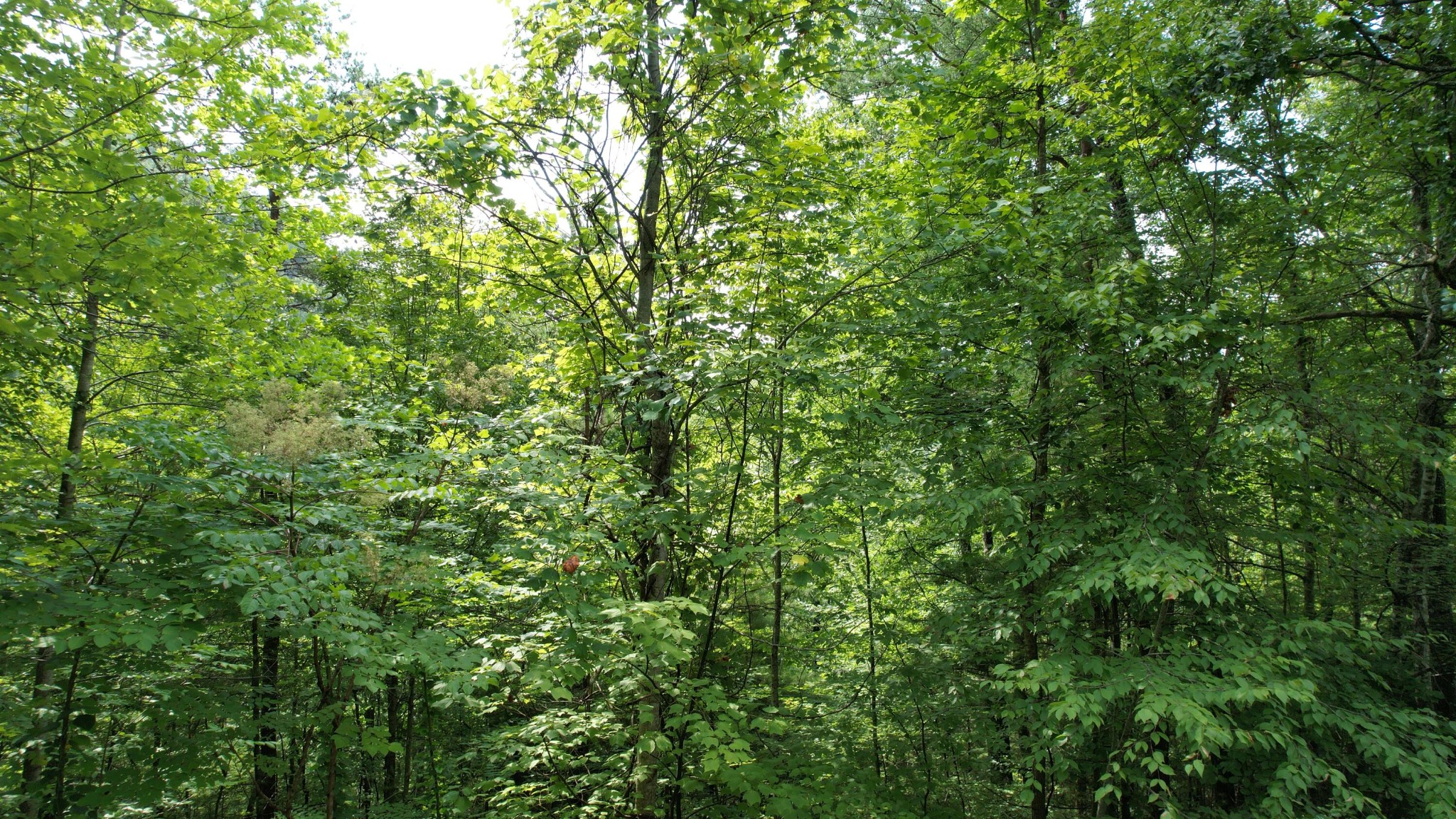 98 Black Powder Lane Sevierville, TN 37862 - Photo 9 of 30