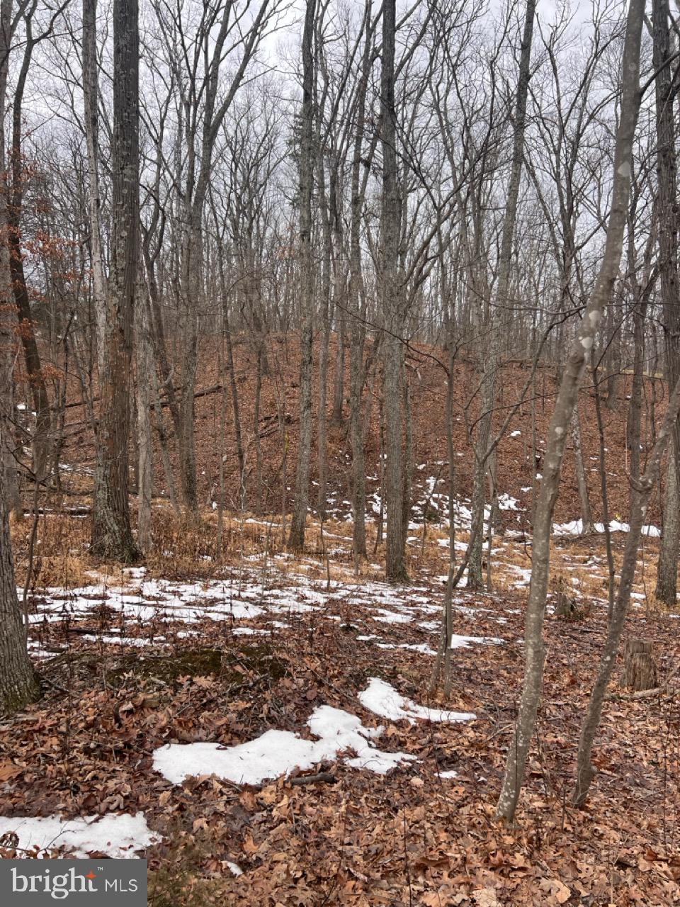 Hummingbird Lane Star Tannery, VA 22654 - Photo 1 of 5 3.58 acres in Tree Bank at North Mountain