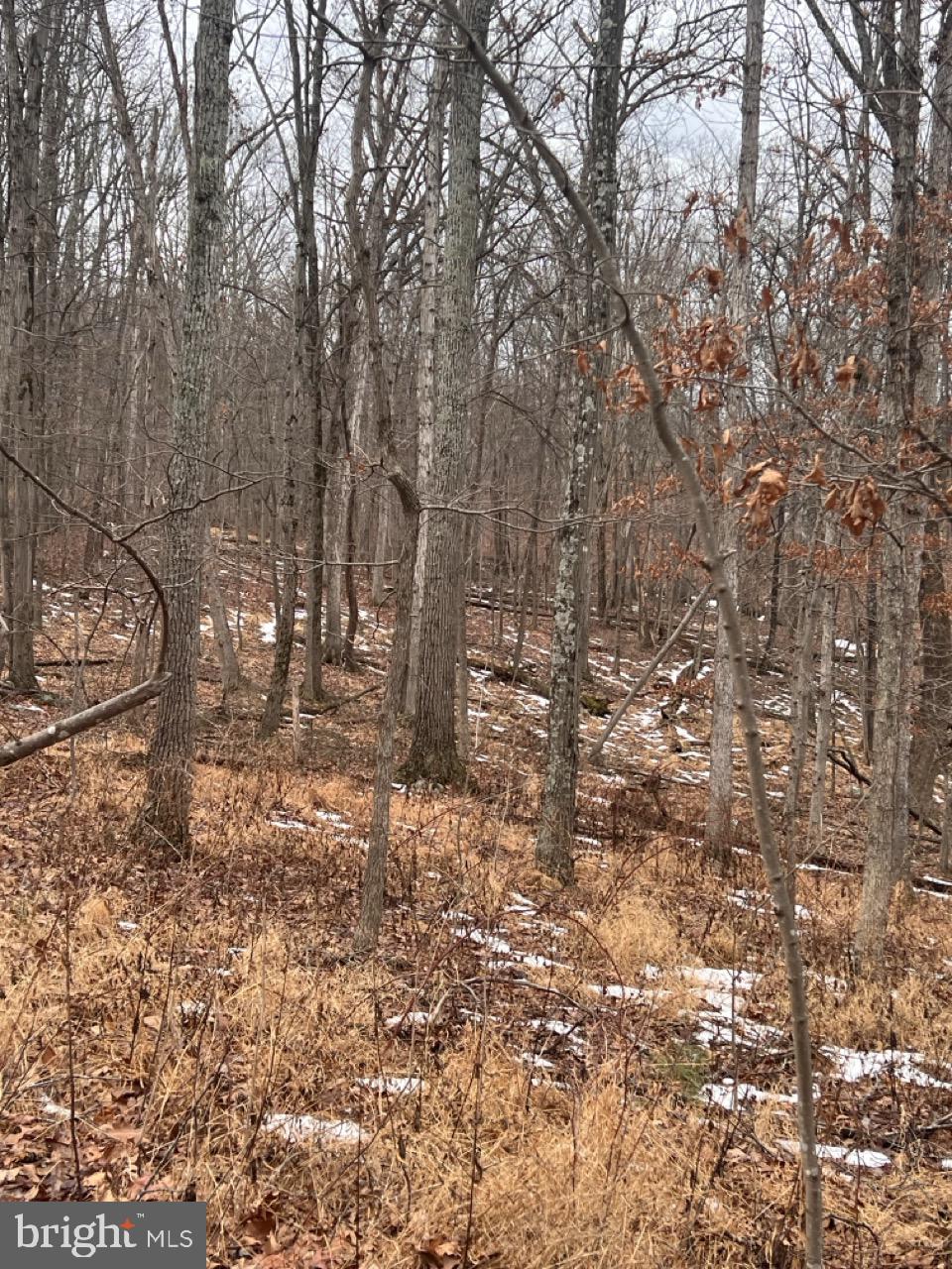 Hummingbird Lane Star Tannery, VA 22654 - Photo 4 of 5 Wooded lot