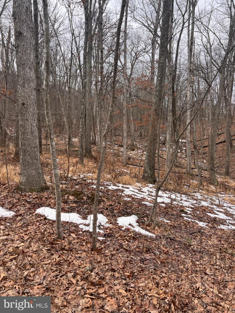 Hummingbird Lane Star Tannery, VA 22654 - Photo 5 of 5 Wooded Lot