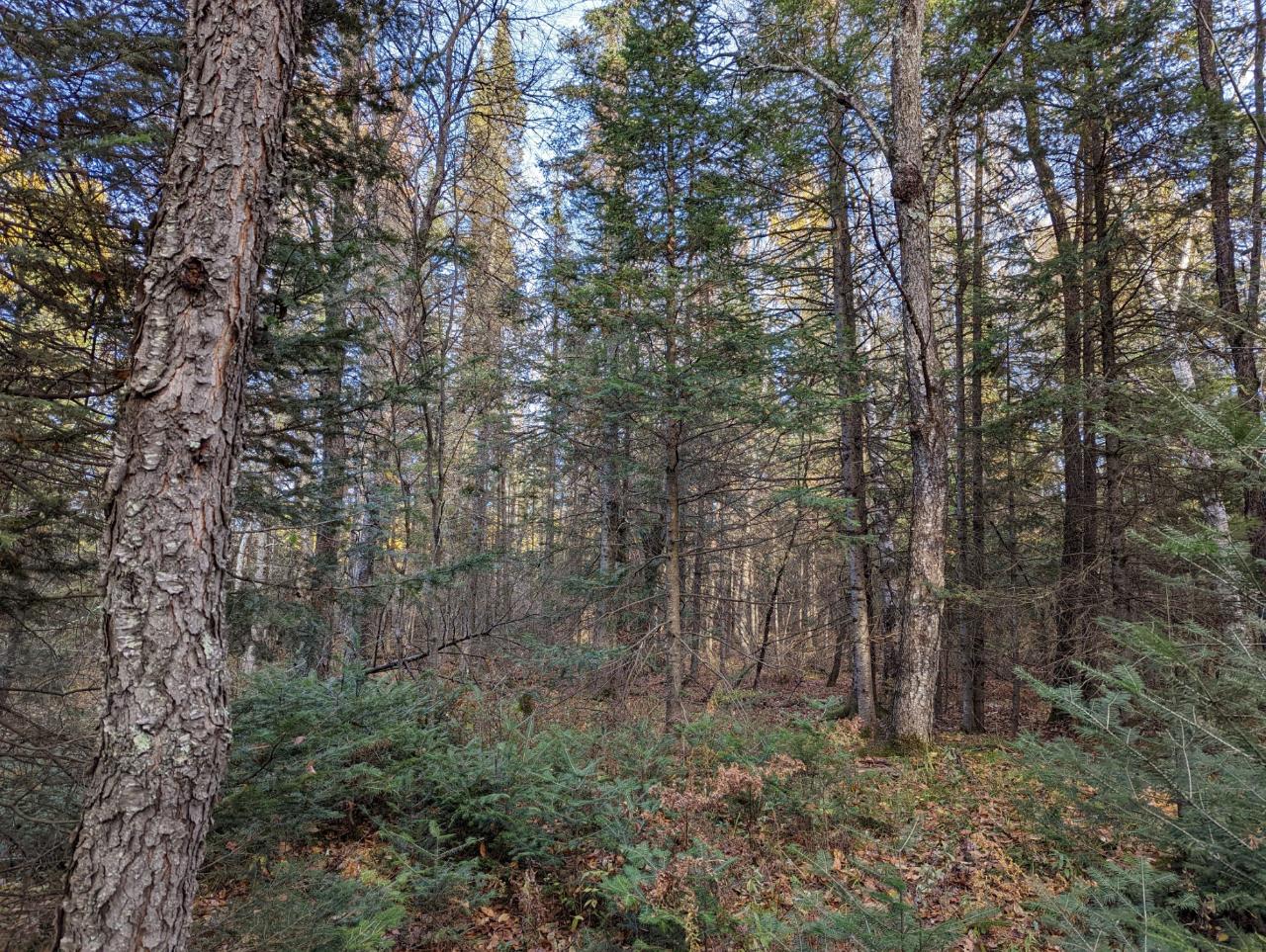 0 East Wilson Flowage Road Phillips, WI 54555 - Photo 13 of 39 Gallery Image 13