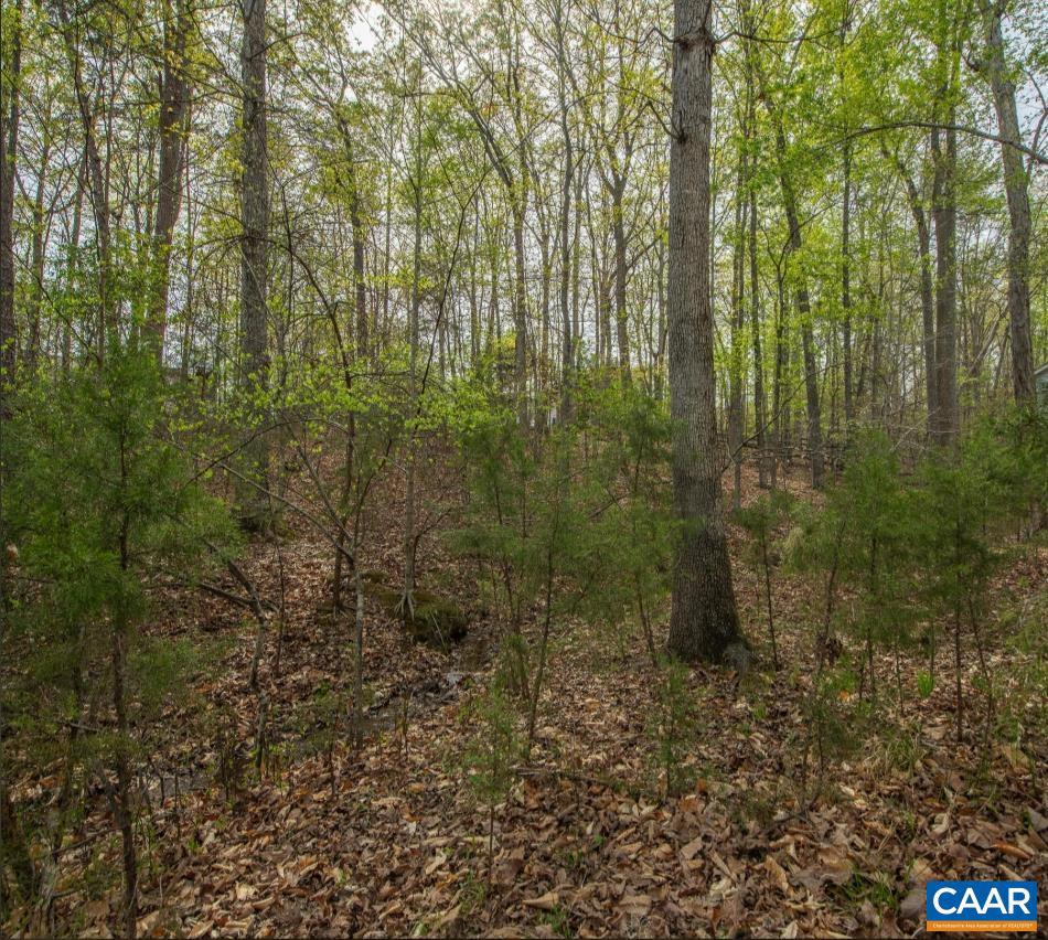 0 Turkeysag Trail Palmyra, VA 22963 - Photo 2 of 8 a view of a forest that has large trees