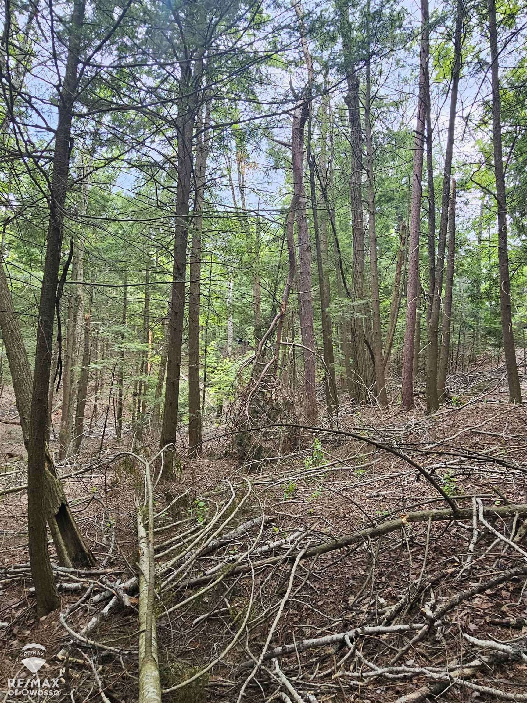 Spile Dam Road Millersburg, MI 49759 - Photo 11 of 16