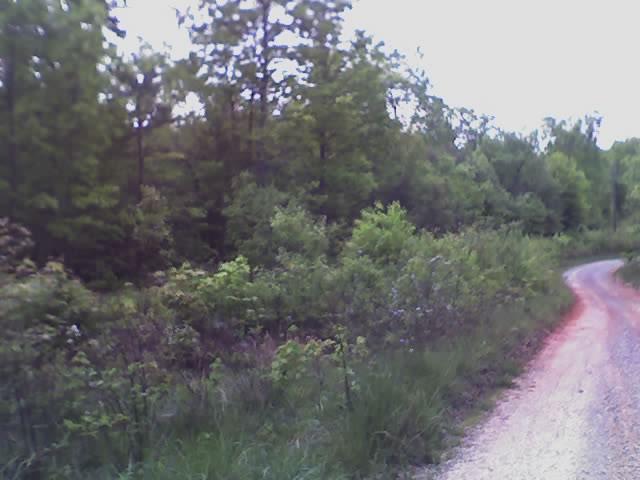 27 Ridgewood Road Huddleston, VA 24104 - Photo 2 of 3 a picture of trees