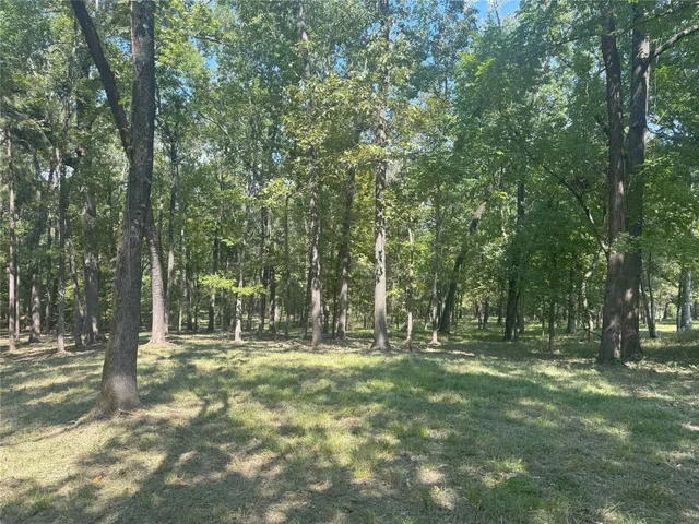 a view of a park with large trees