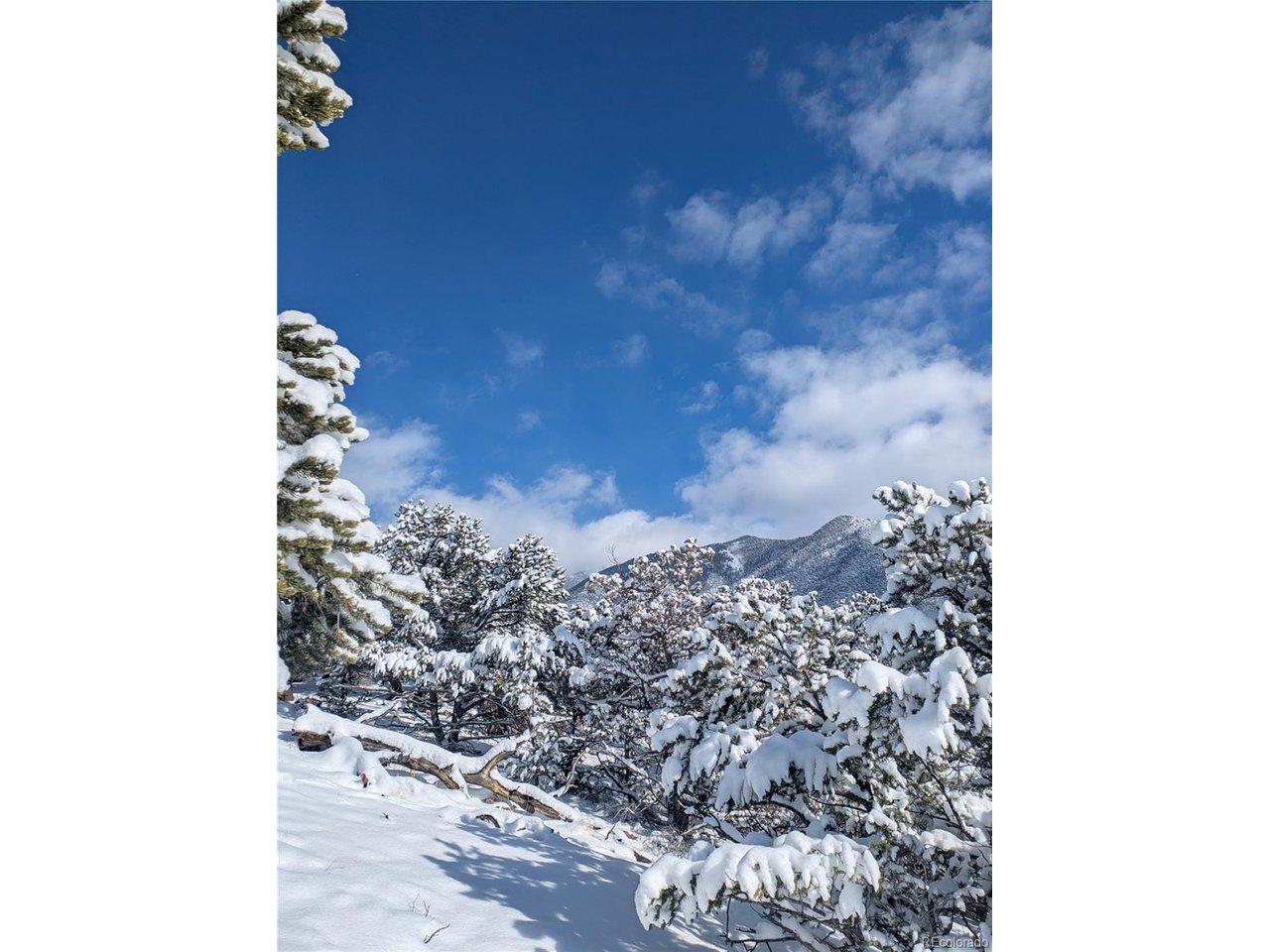 2001 Lost Cave Way Crestone, CO 81131 - Photo 17 of 20 a picture of a tree in a back yard