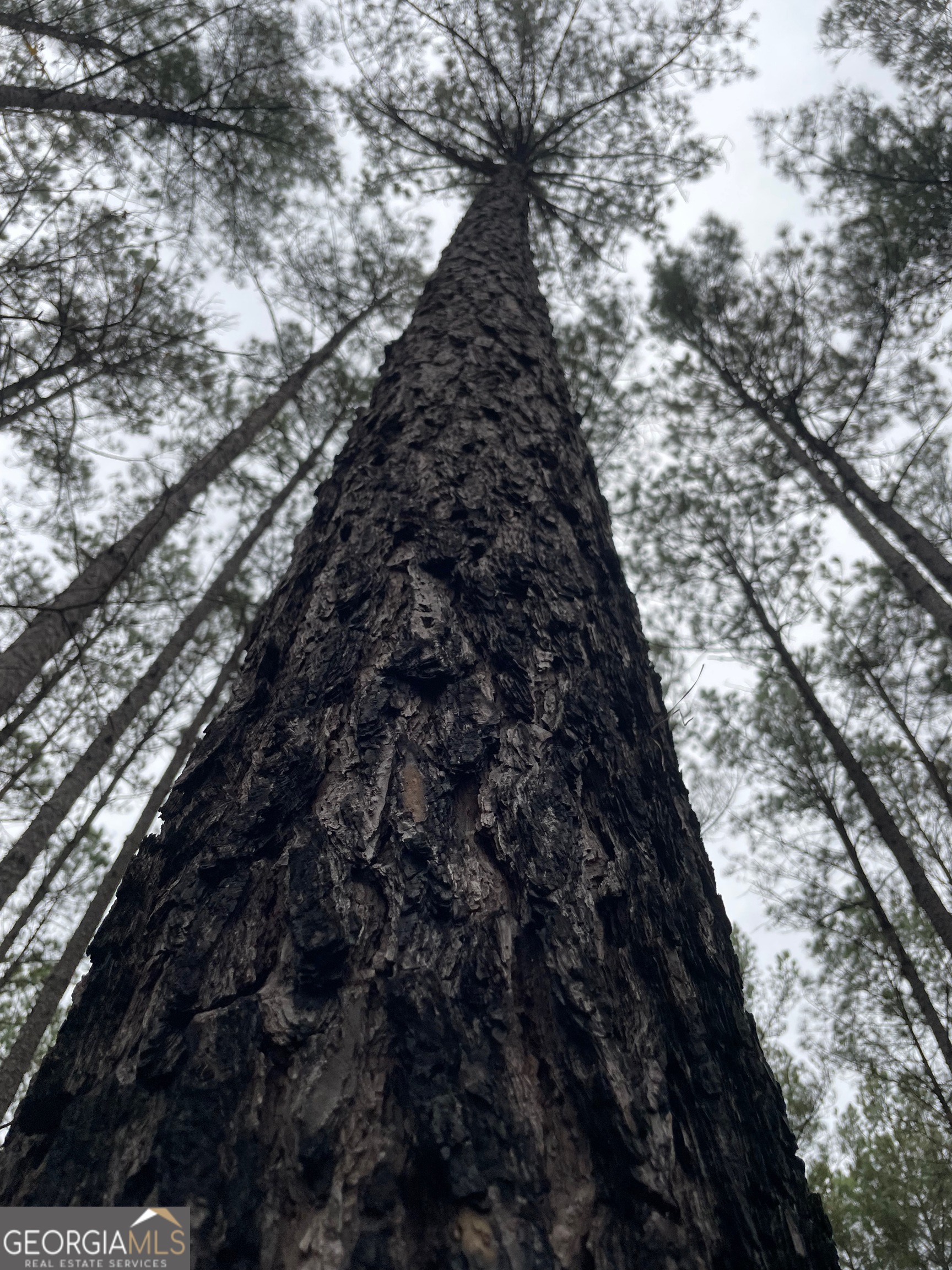 0 Hebron Church Road Thomaston, GA 30286 - Photo 9 of 9