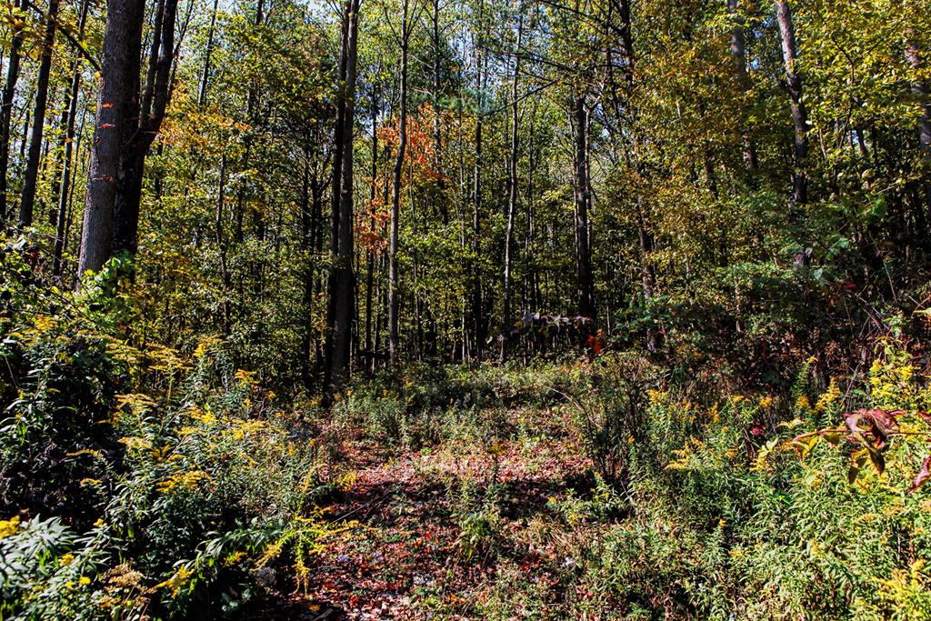 0 Raystown Road James Creek, PA 16657 - Photo 7 of 10 Gallery Image 7