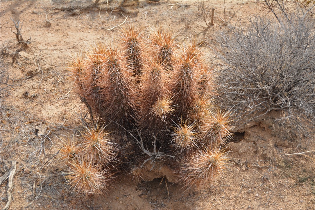 207-35-005 South Arlington Road Yucca, AZ 86438 - Photo 33 of 92