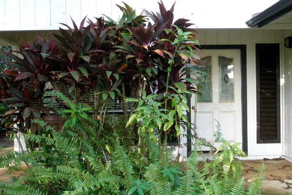 1291 Puuopae Road Kapaa, HI 96746 - Photo 2 of 25 a plant that is in a garden