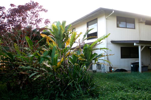 1291 Puuopae Road Kapaa, HI 96746 - Photo 3 of 25 a yellow house with lots of trees