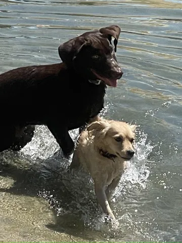 a view of a lake with houses in the back