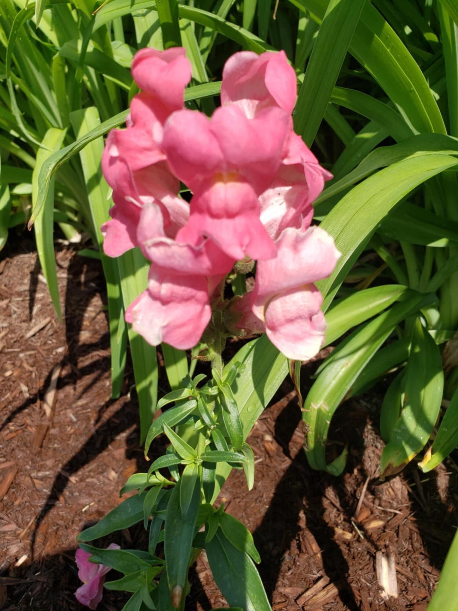 496 Finson Road Bangor, ME 04401 - Photo 42 of 52 Pink Flowers