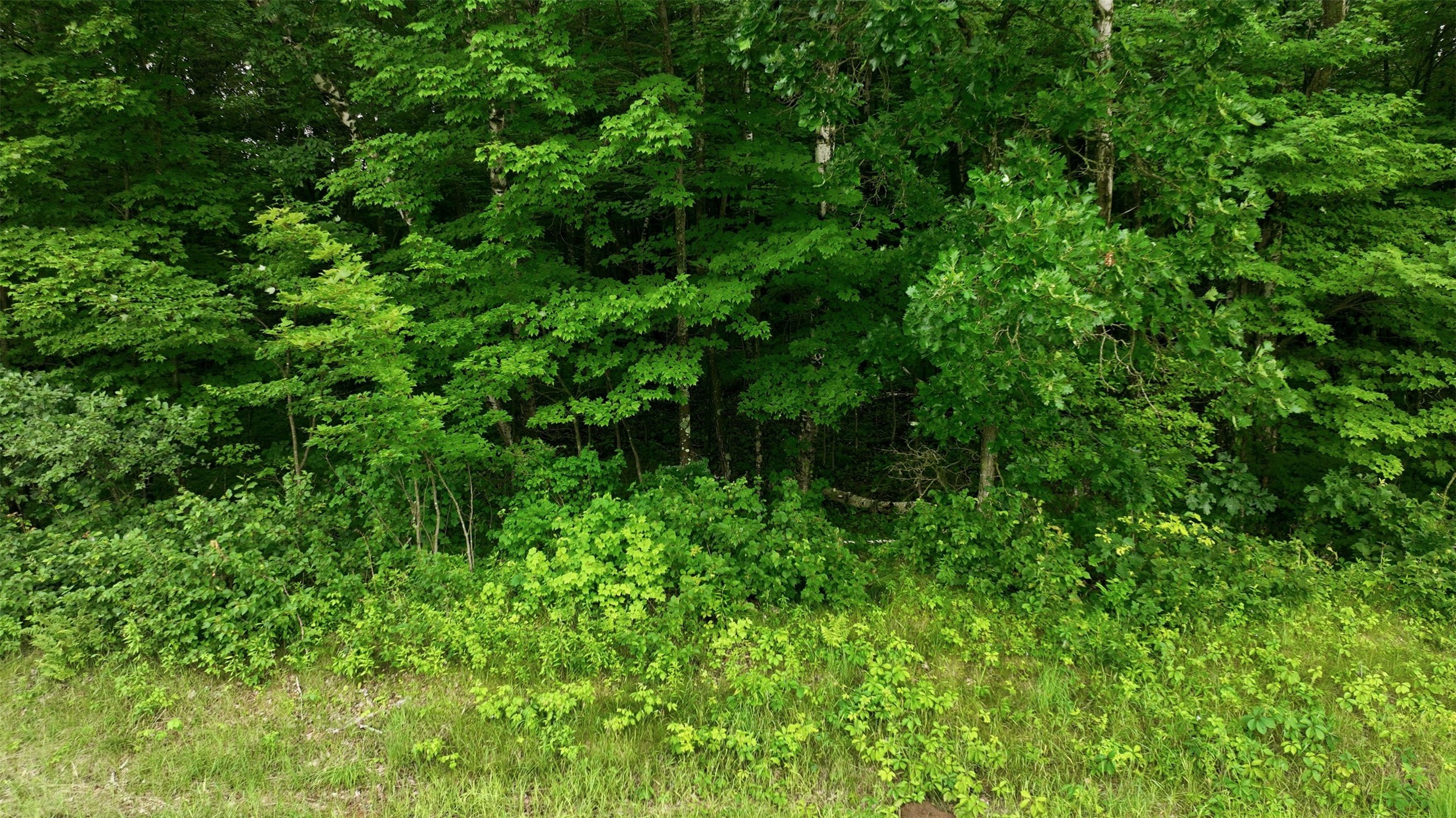 40-acres County Road South Wheeler, WI 54772 - Photo 11 of 22
