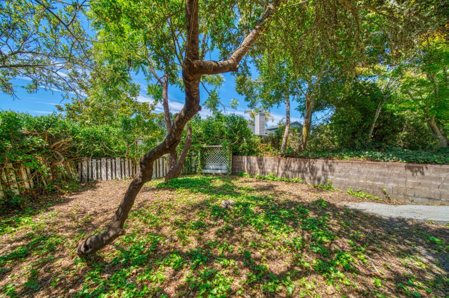 504 Cuesta Drive Aptos, CA 95003 - Photo 57 of 76 a view of a yard with plants and a large tree