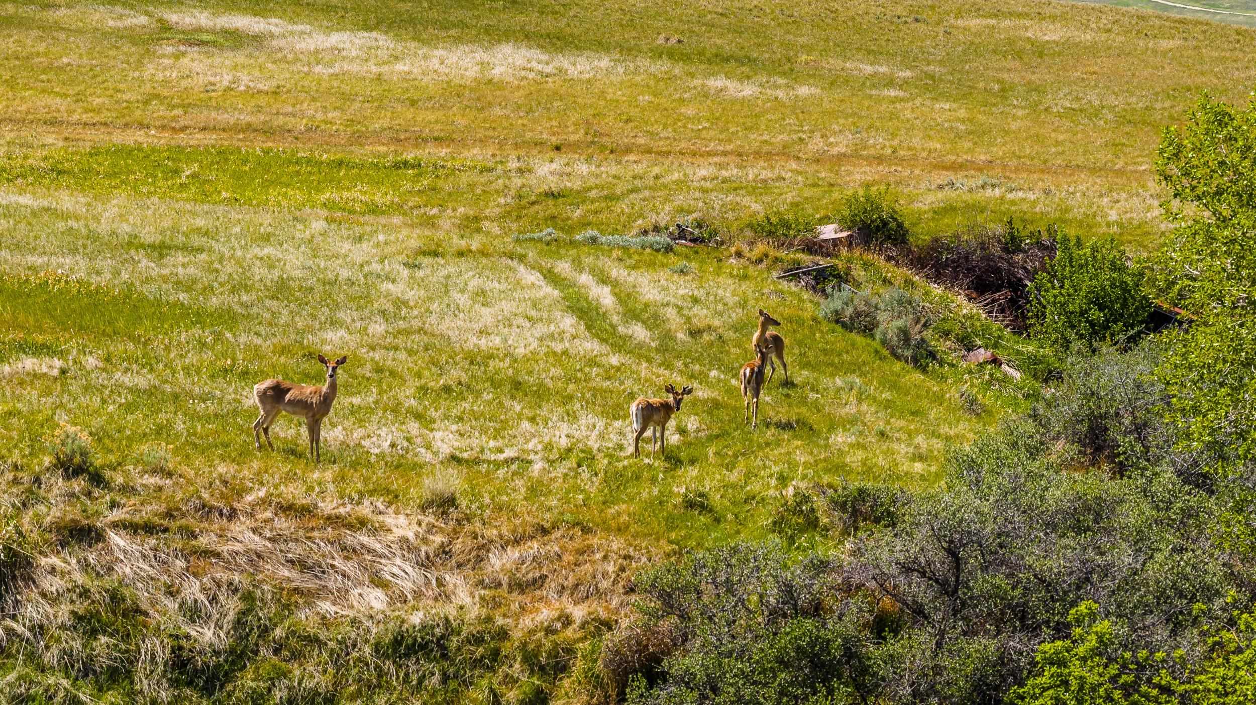 Tbd North Upper Road Sheridan, WY 82801 - Photo 11 of 31