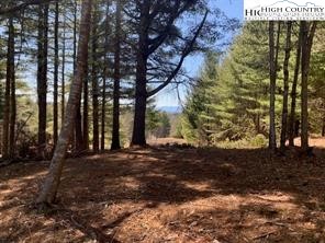 Linhigh Drive Newland, NC 28657 - Photo 6 of 16 a view of a yard with plants and trees