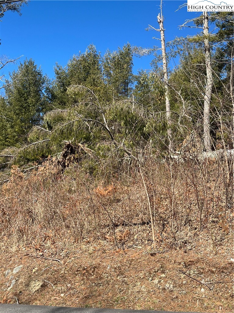 Linhigh Drive Newland, NC 28657 - Photo 8 of 16 a view of a bunch of plants and trees