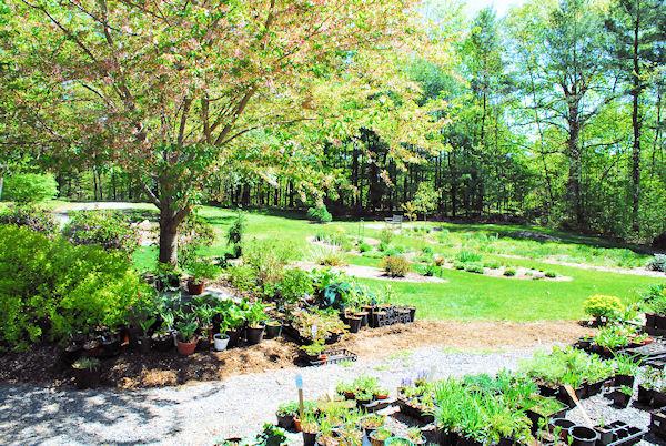 374 Old Montague Road Amherst, MA 01002 - Photo 30 of 30 a view of a garden with plants
