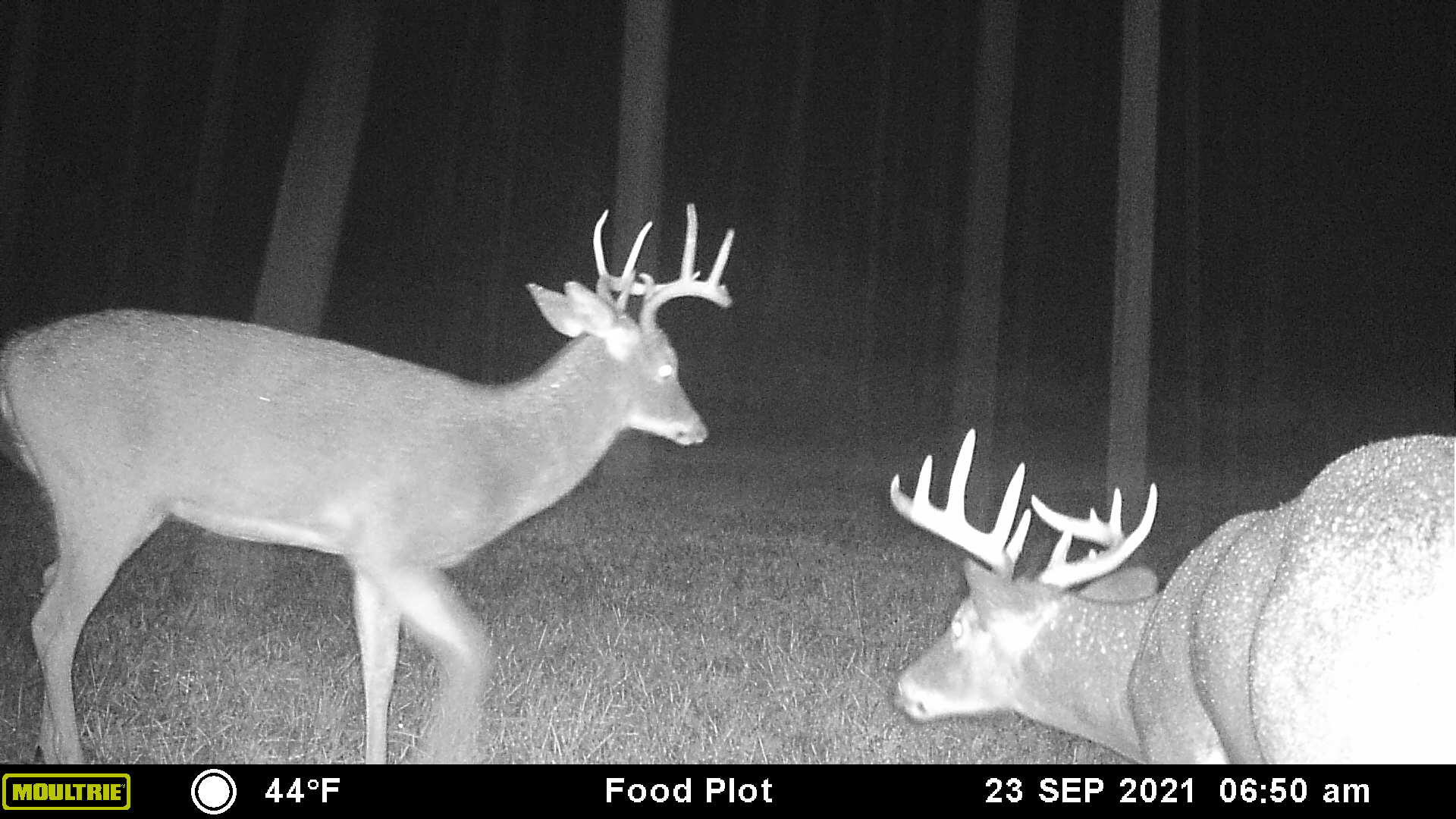 6659 Buckman Road Hanover, MI 49241 - Photo 40 of 48 Bucks at Night