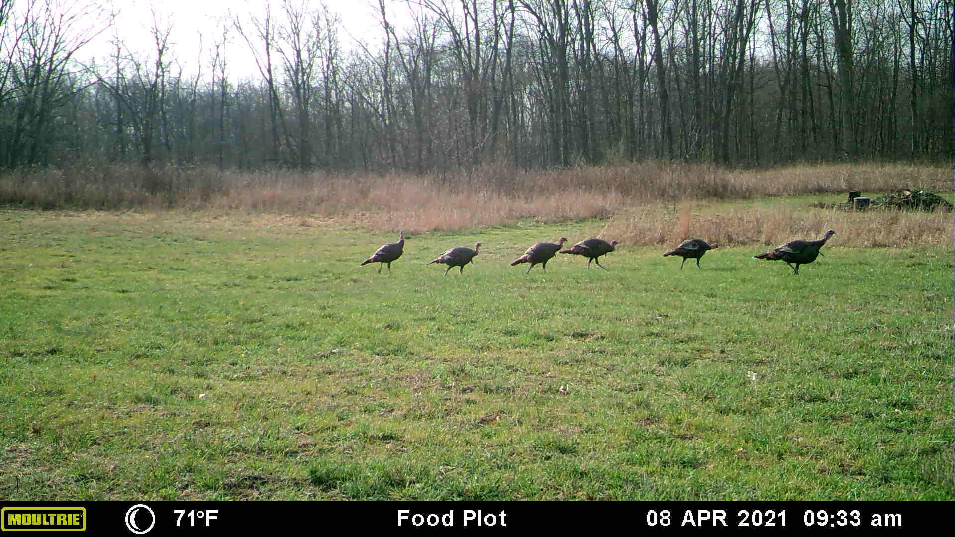 6659 Buckman Road Hanover, MI 49241 - Photo 43 of 48 Turkeys