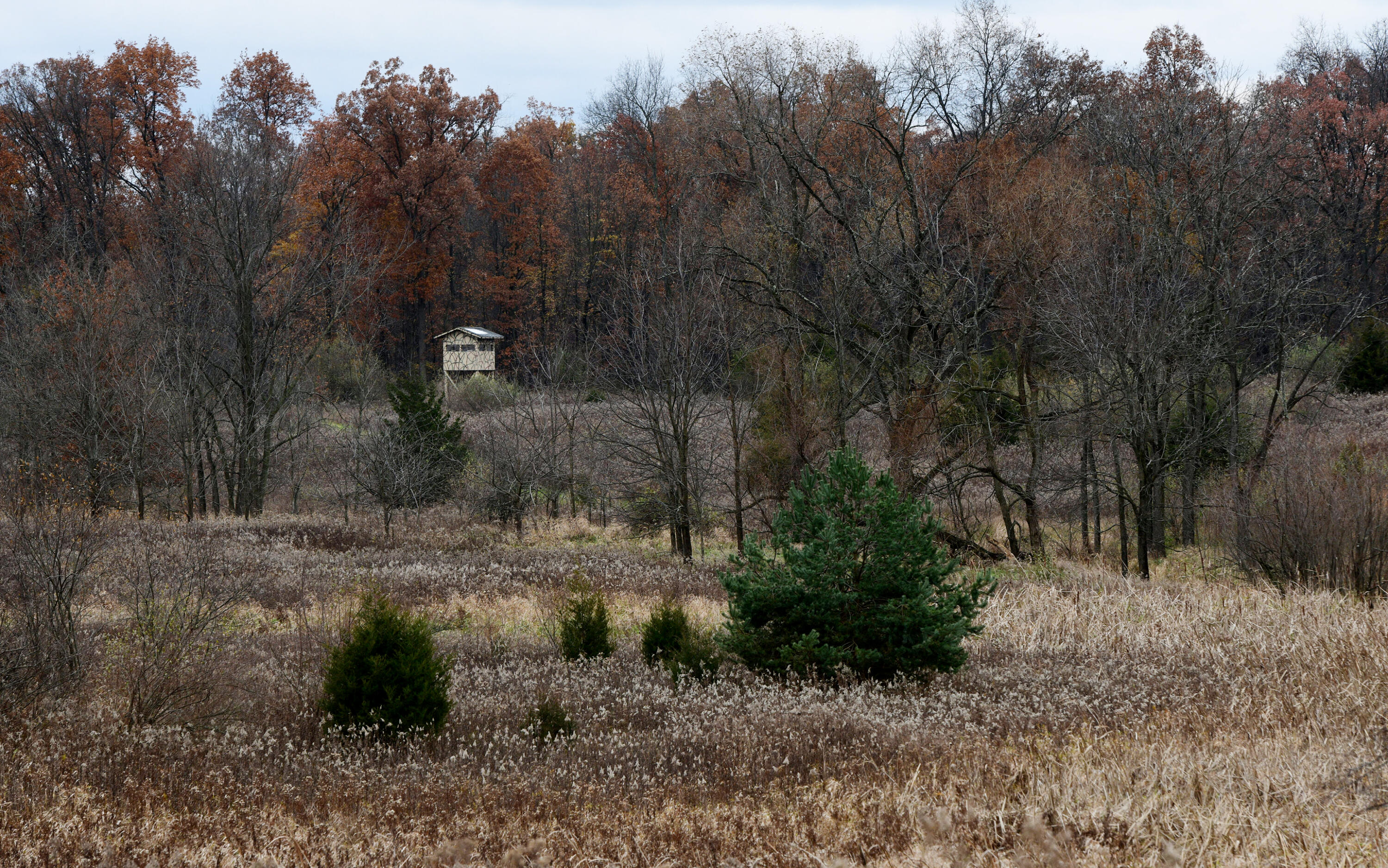 6659 Buckman Road Hanover, MI 49241 - Photo 44 of 48 Nature