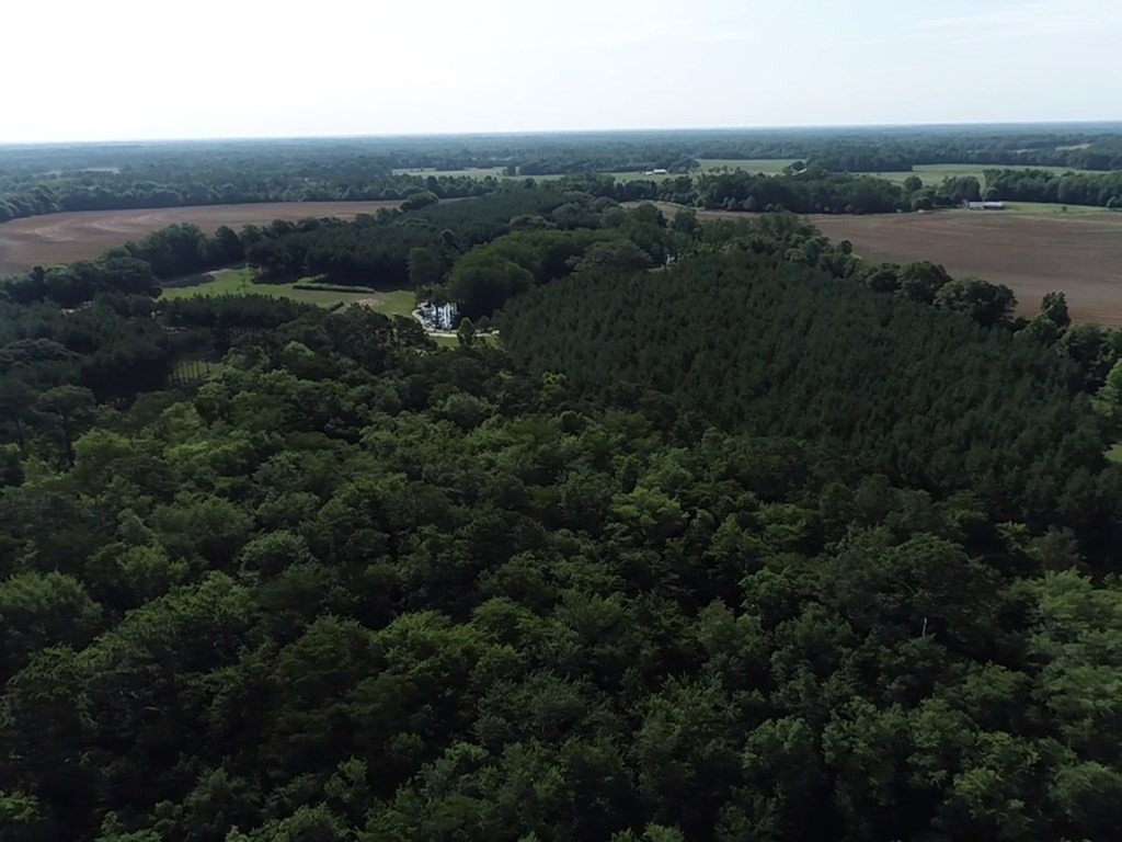 3876 D D Hodge Road Cottonwood, AL 36320 - Photo 43 of 48