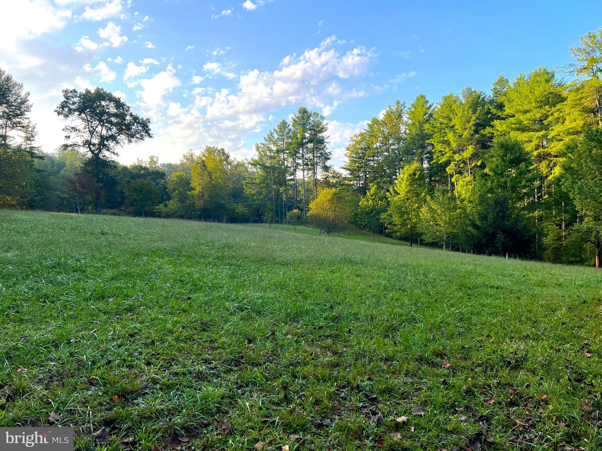 243 Aaron Mountain Road Castleton, VA 22716 - Photo 46 of 58 a view of a big yard with plants and large trees