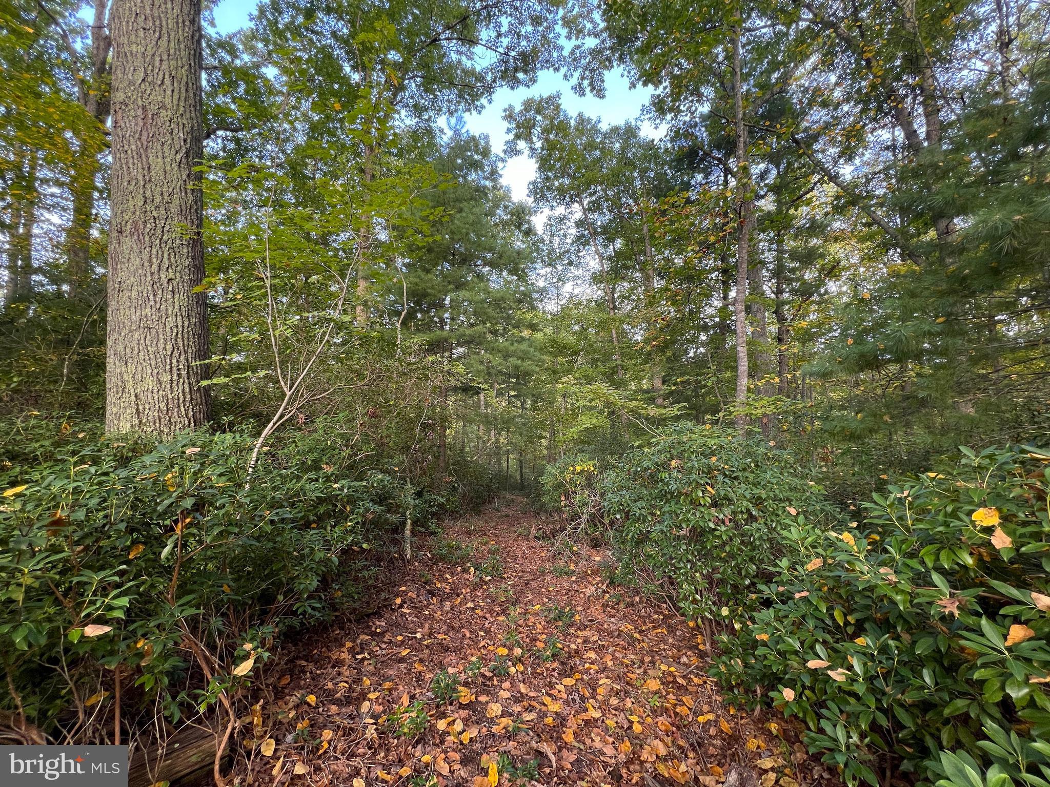 243 Aaron Mountain Road Castleton, VA 22716 - Photo 47 of 58 a view of a forest with lots of trees