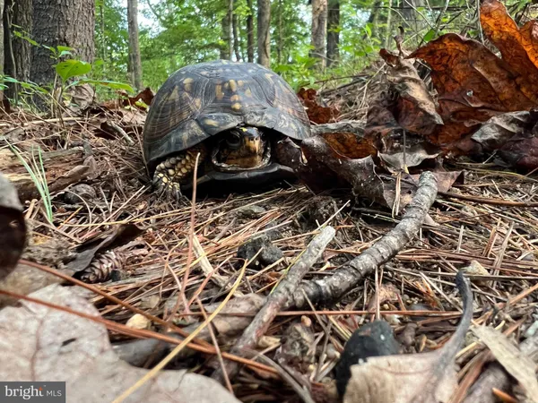 a view of mountain view from a yard