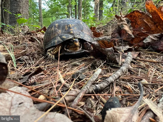 a view of mountain view from a yard
