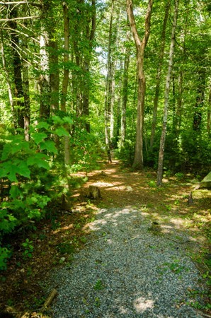 328 Mendall Road Acushnet, MA 02743 - Photo 28 of 30 a view of a yard with a tree